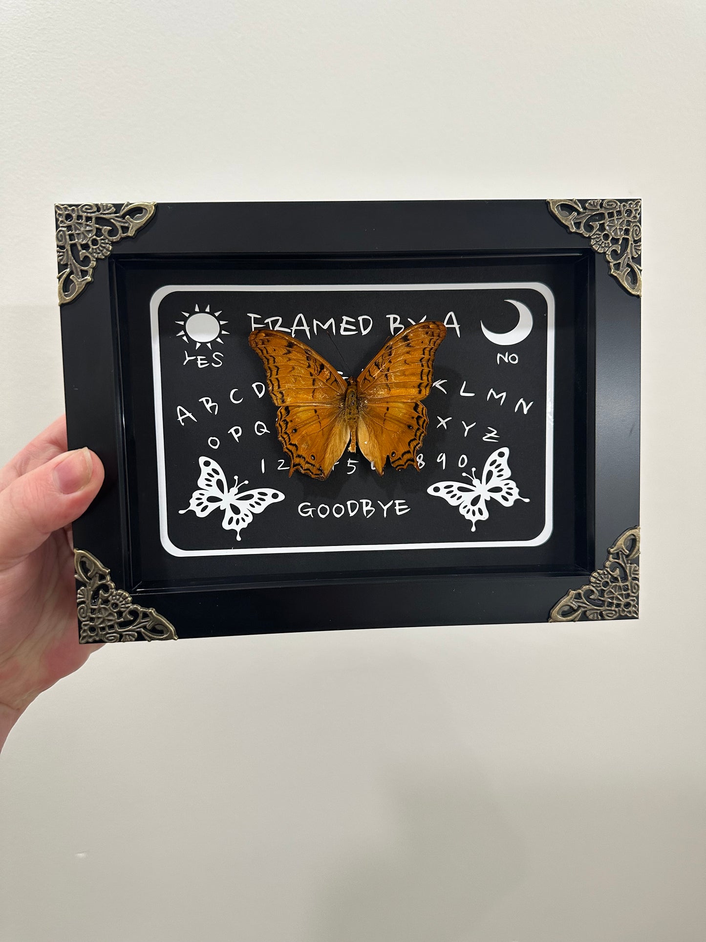 Common Cruiser (Vindula Erota) FBA Ouija Board