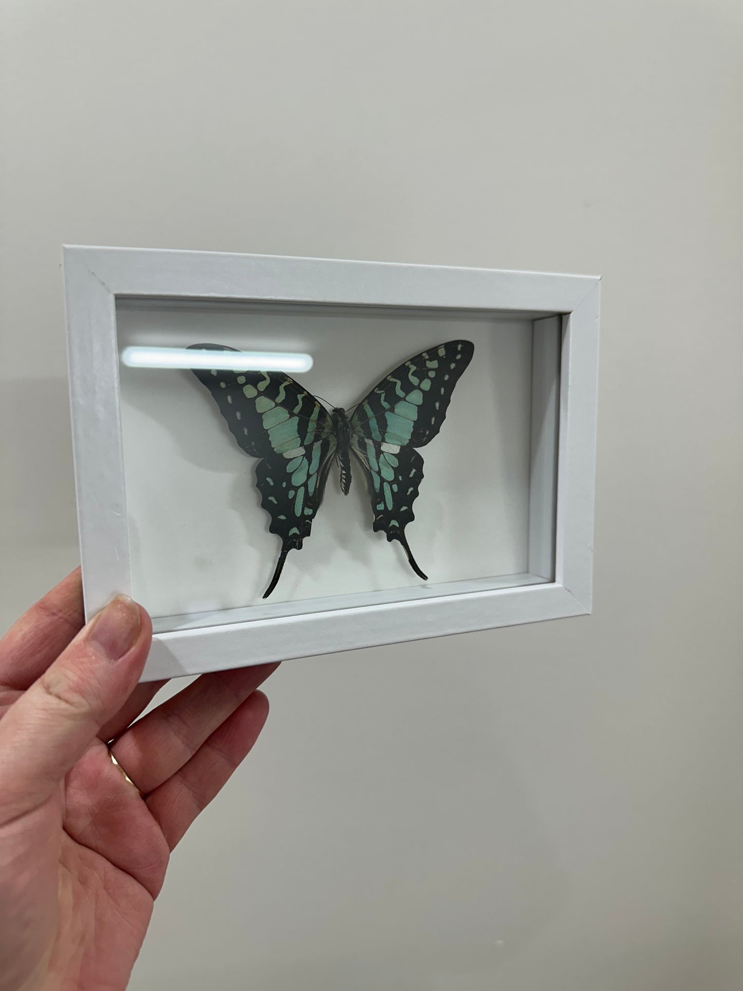 Large Striped Swallowtail (Graphium antheus)