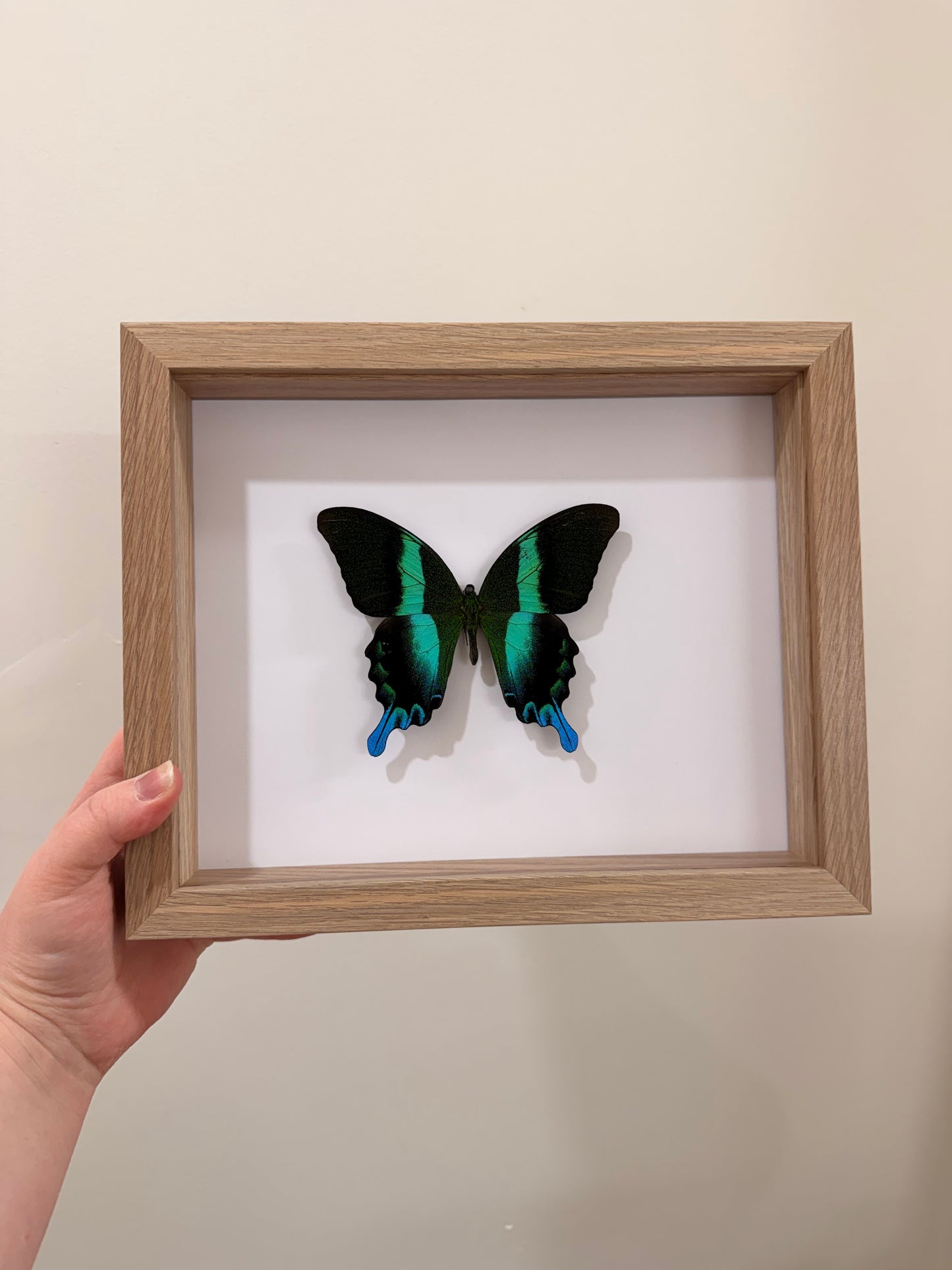 Green Swallowtail (Papilio Blumei)