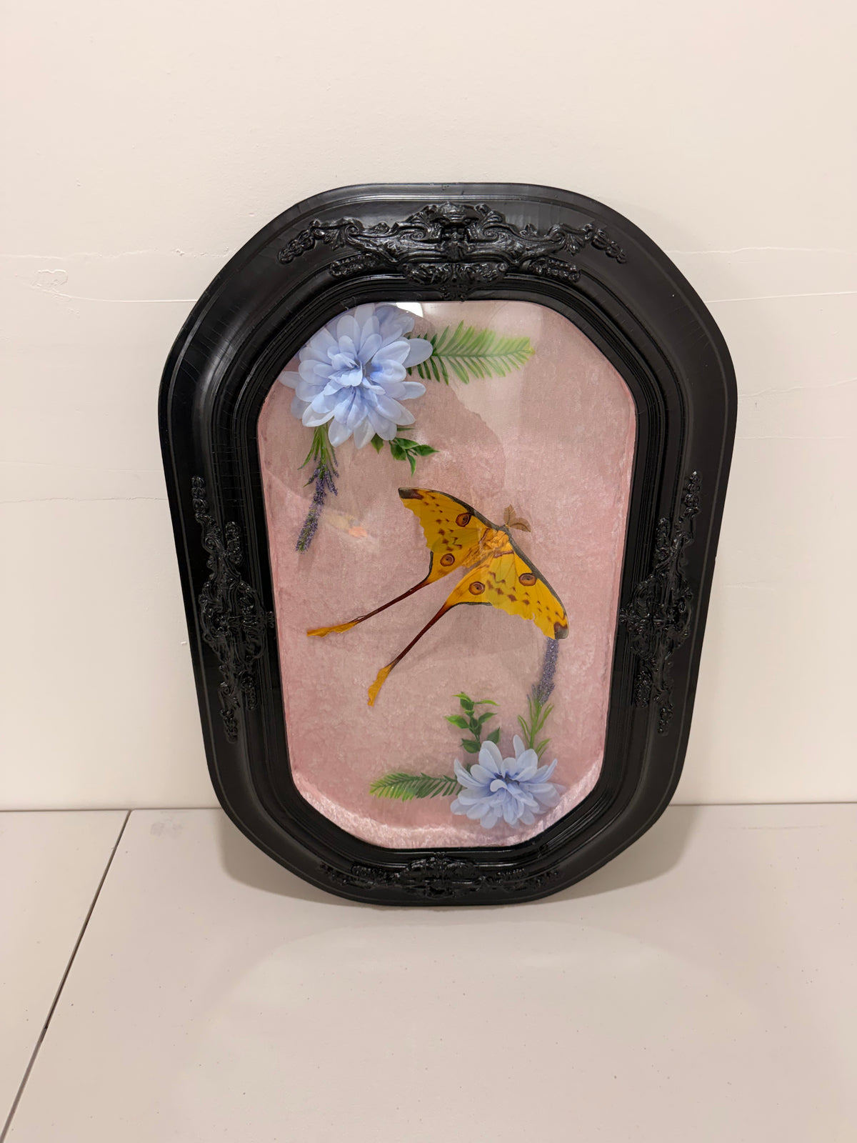 Comet Moth (Argema Mittrei) in Antique convex/bubble glass frame.