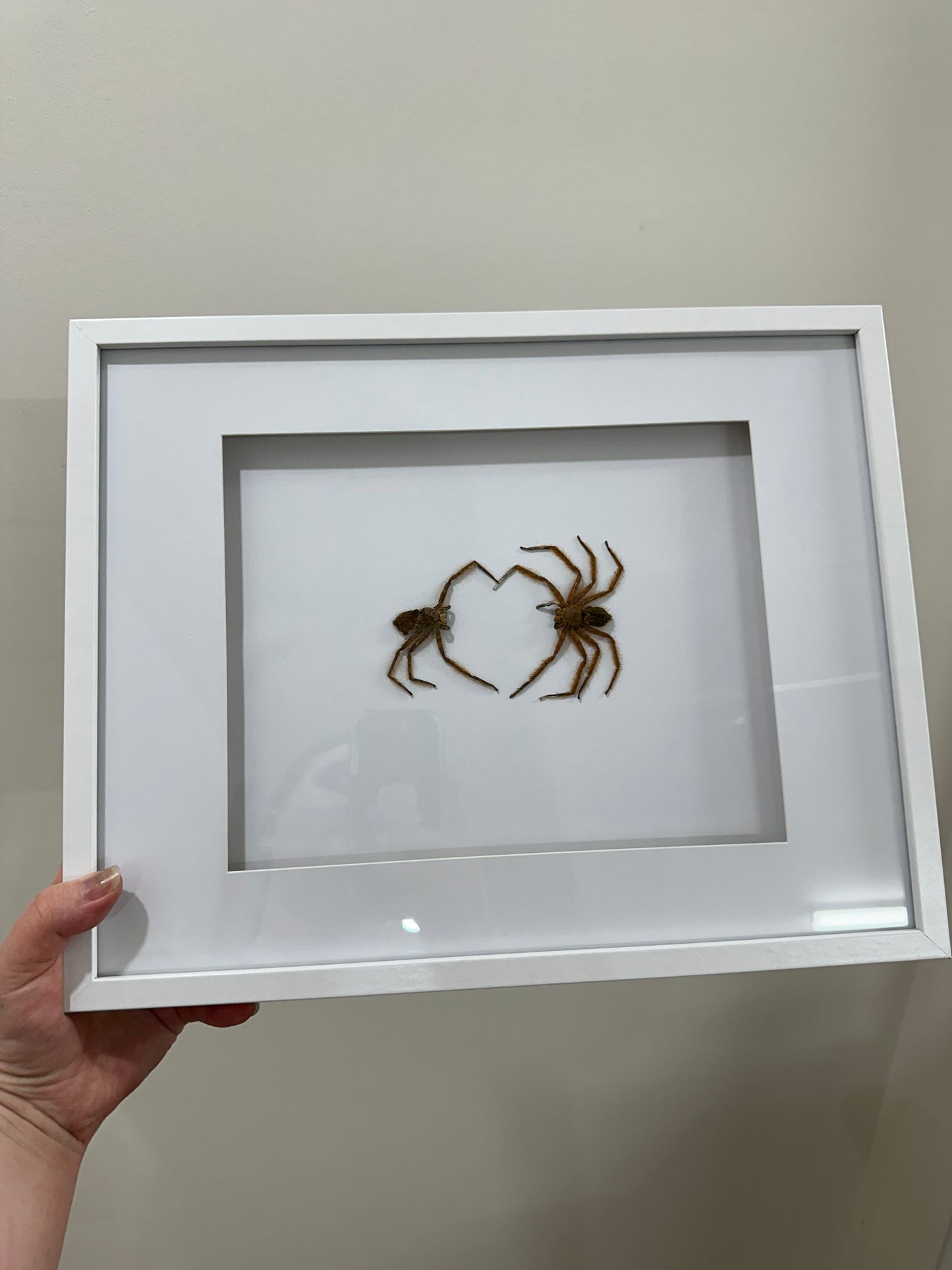 Spider lovers