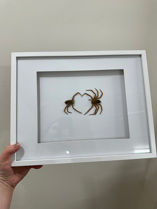 Spider lovers