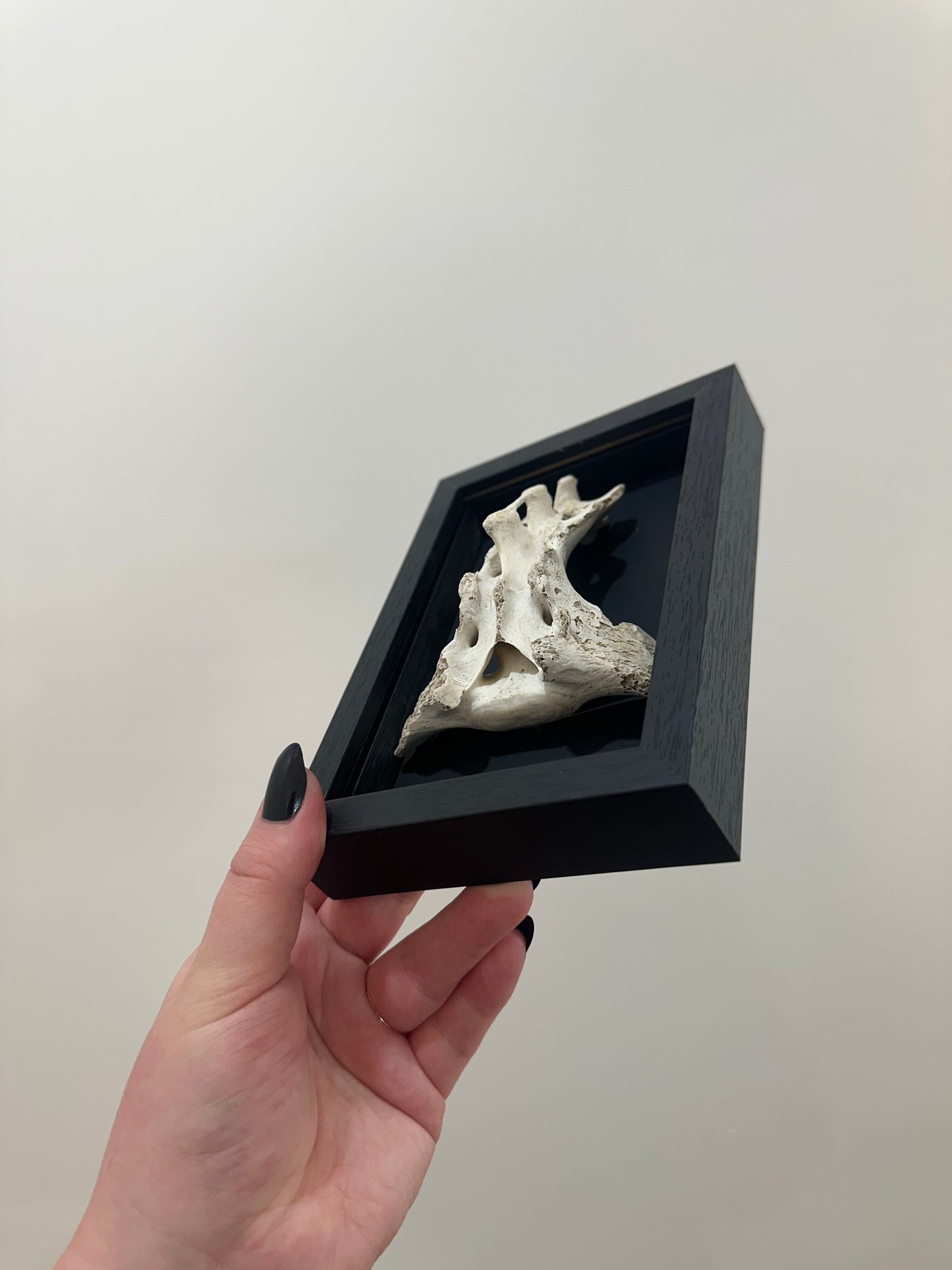 Spine Bone