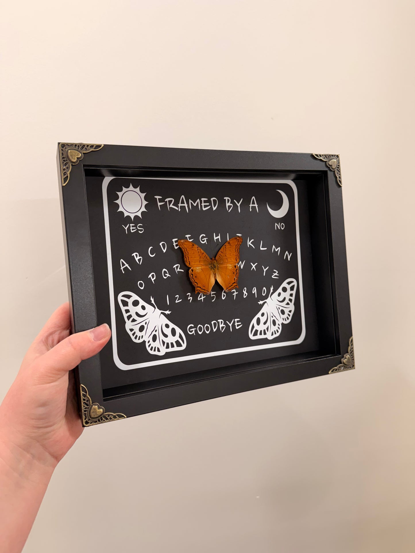 Ouija Board with the Common Cruiser (Vindula Erota)