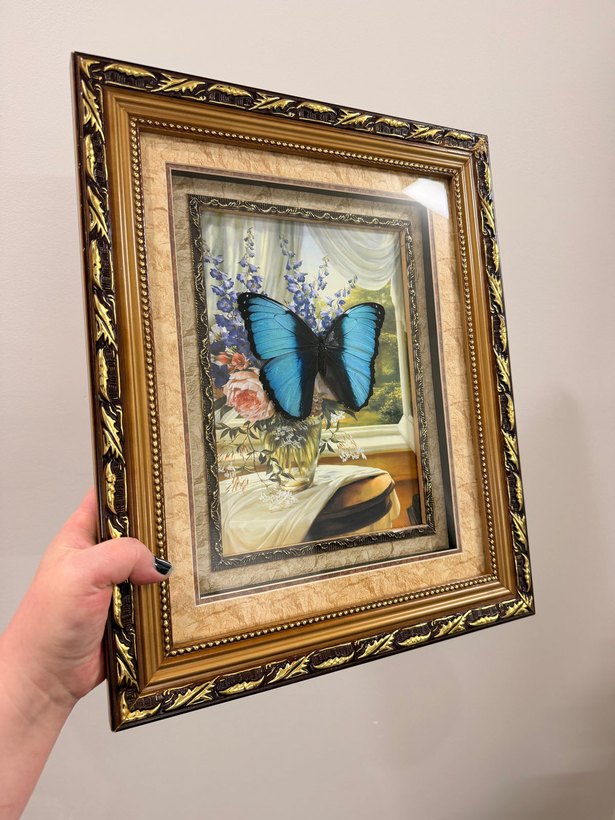 Blue-banded Morpho (Morpho Achilles) in Antique frame