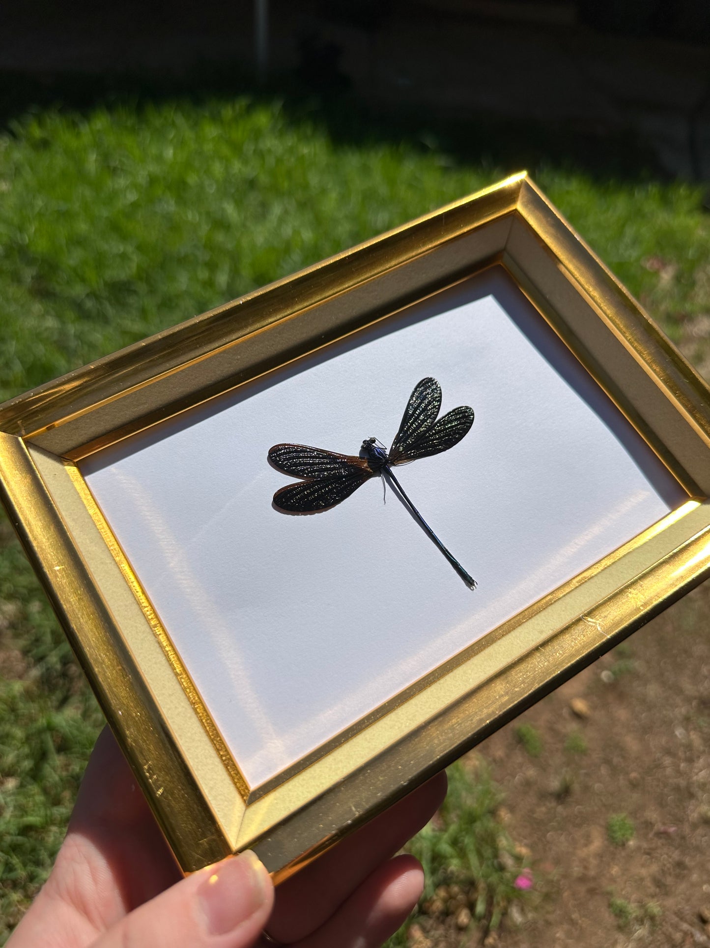 Ebony Jewelwing (Vestalis Luctuosa)