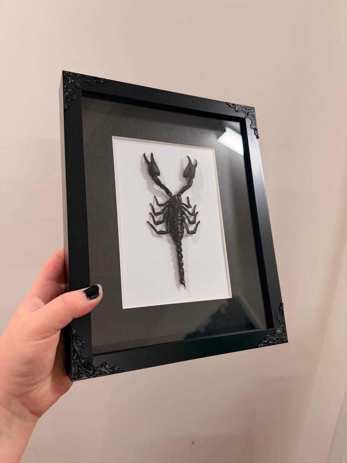 Black Forest Scorpion (Javanimetrus Cyaneus)