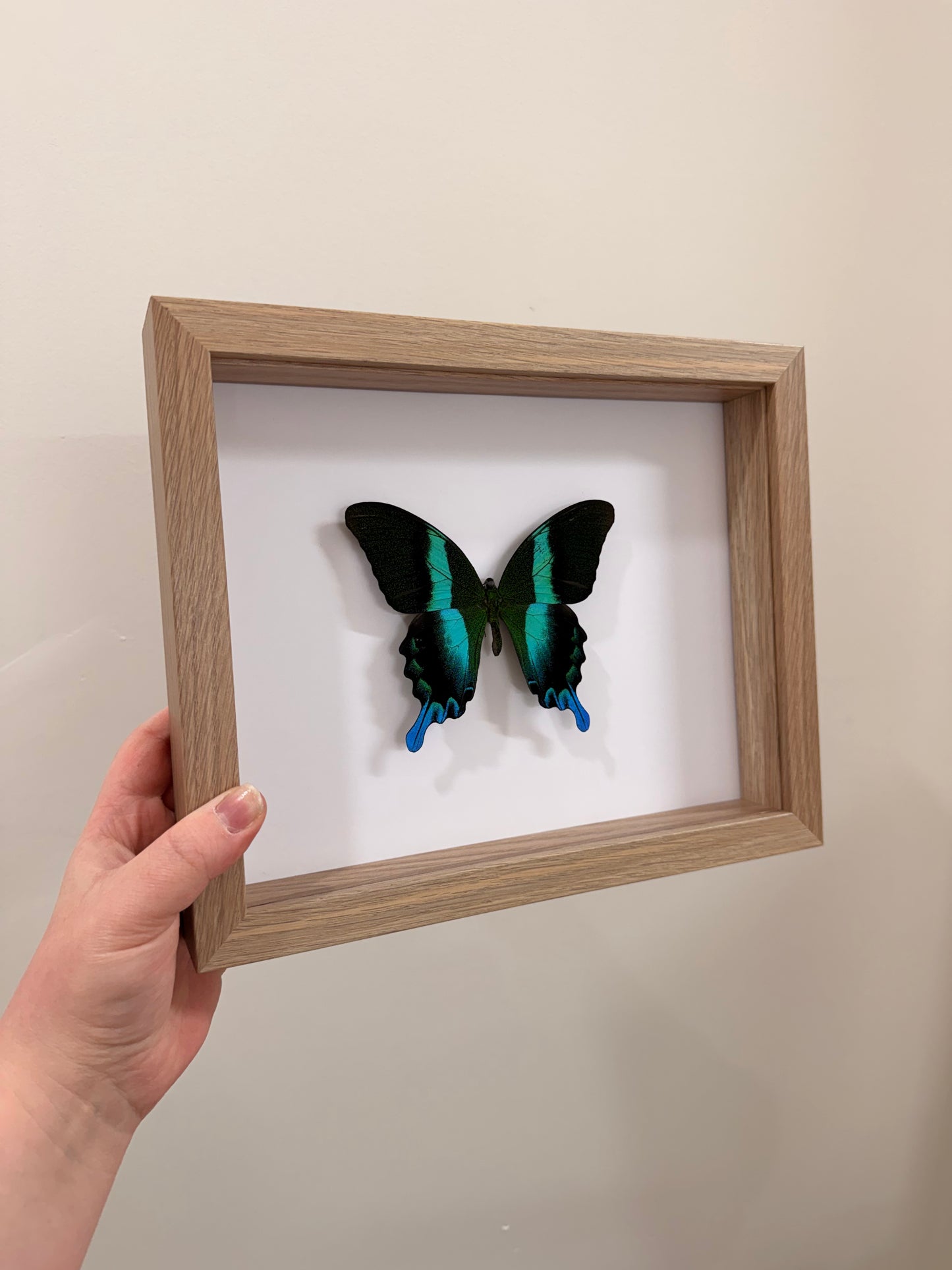 Green Swallowtail (Papilio Blumei)