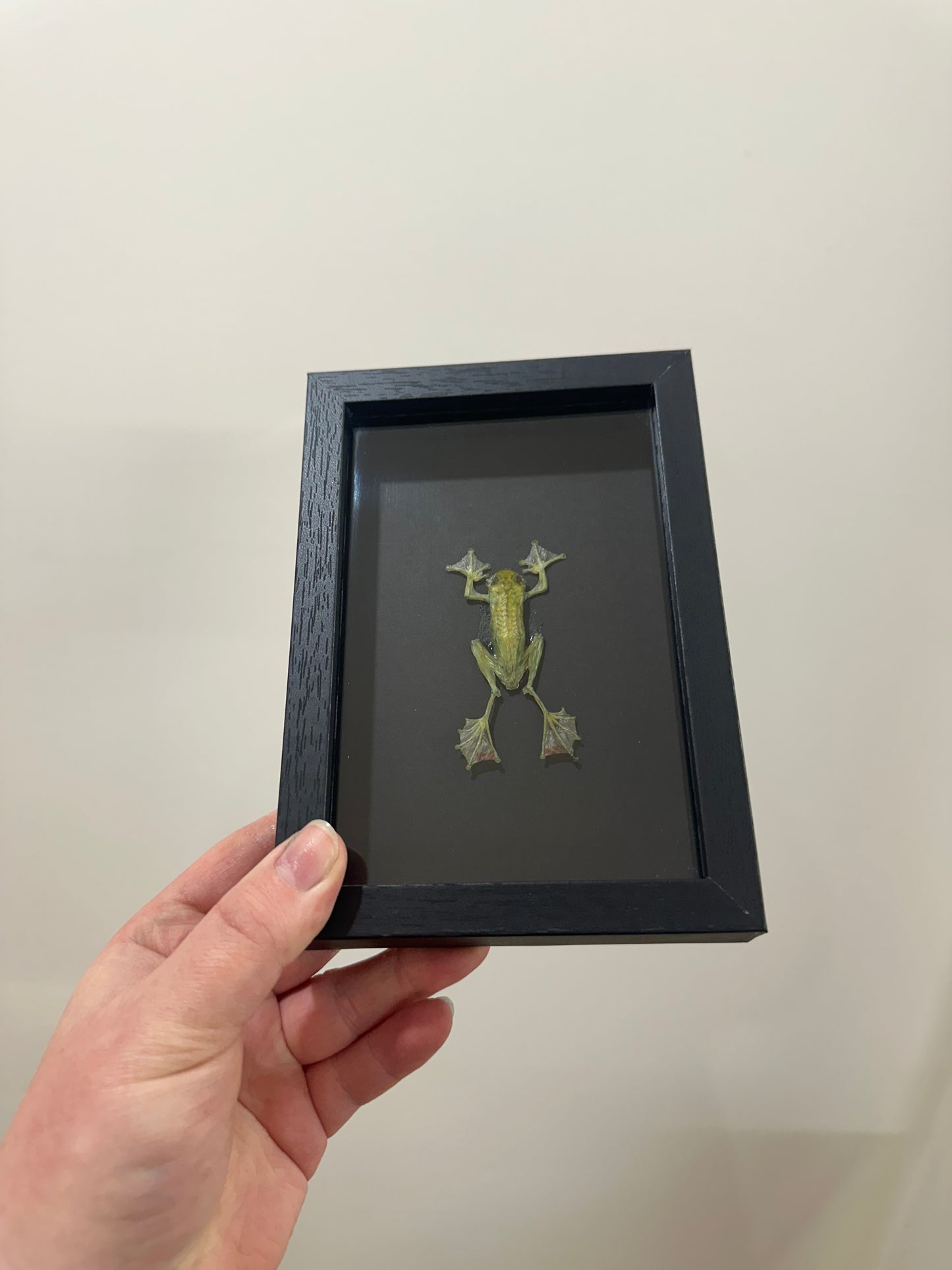 Jade Tree Frog