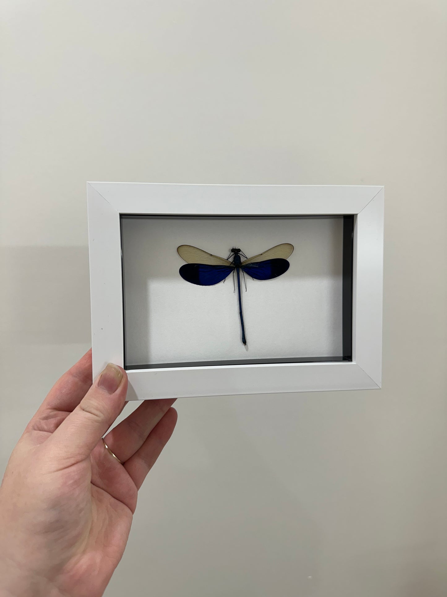 Great Blue Metalwing