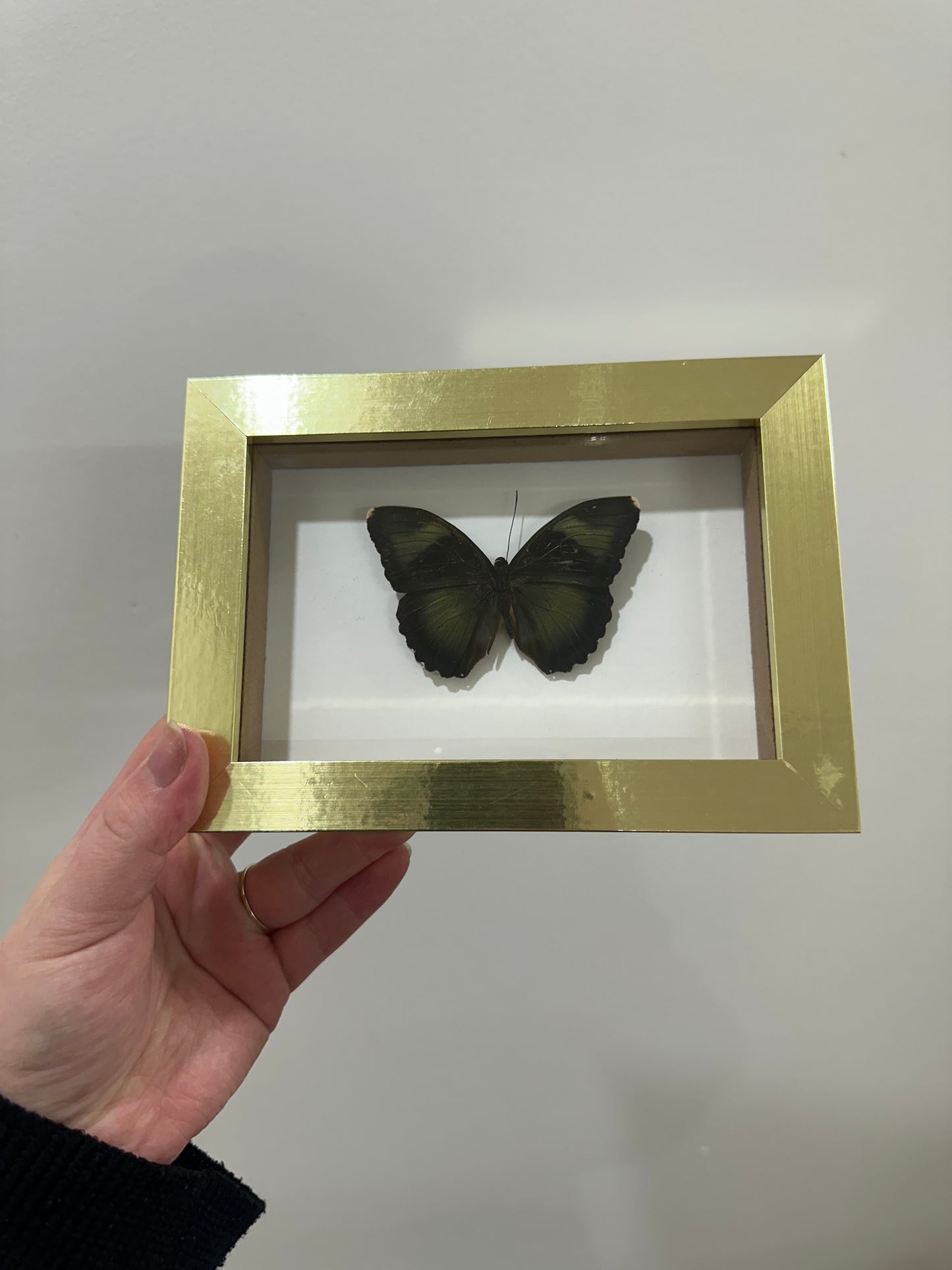 Butterfly in gold frame