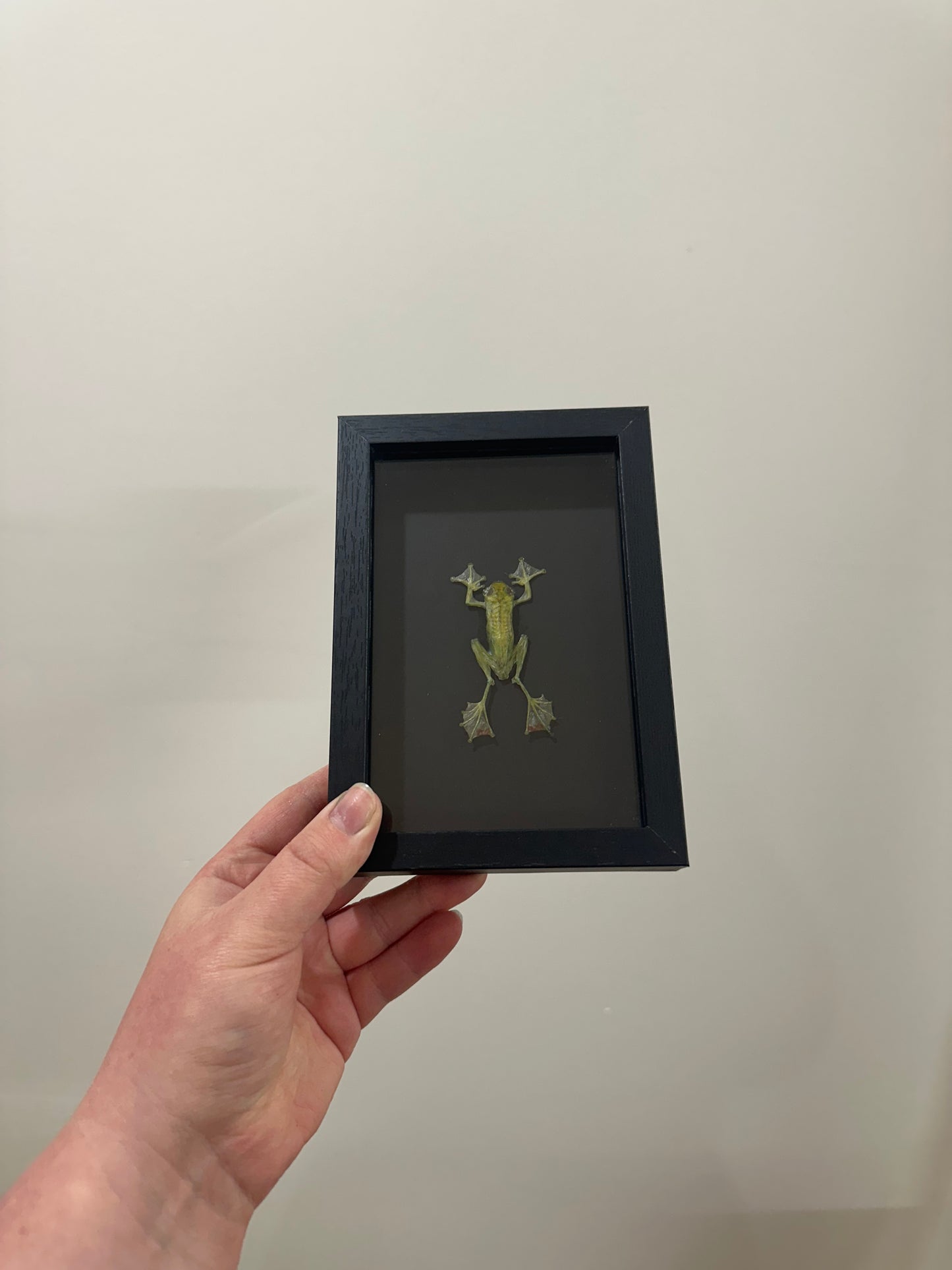 Jade Tree Frog