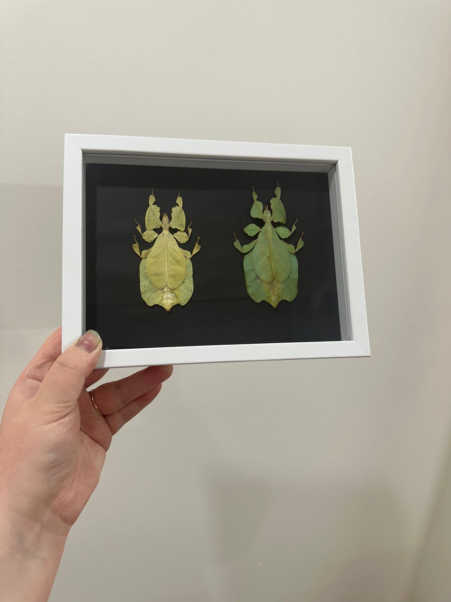 Yellow and Green Leaf Insect (Phyllium Pulchrifolium)