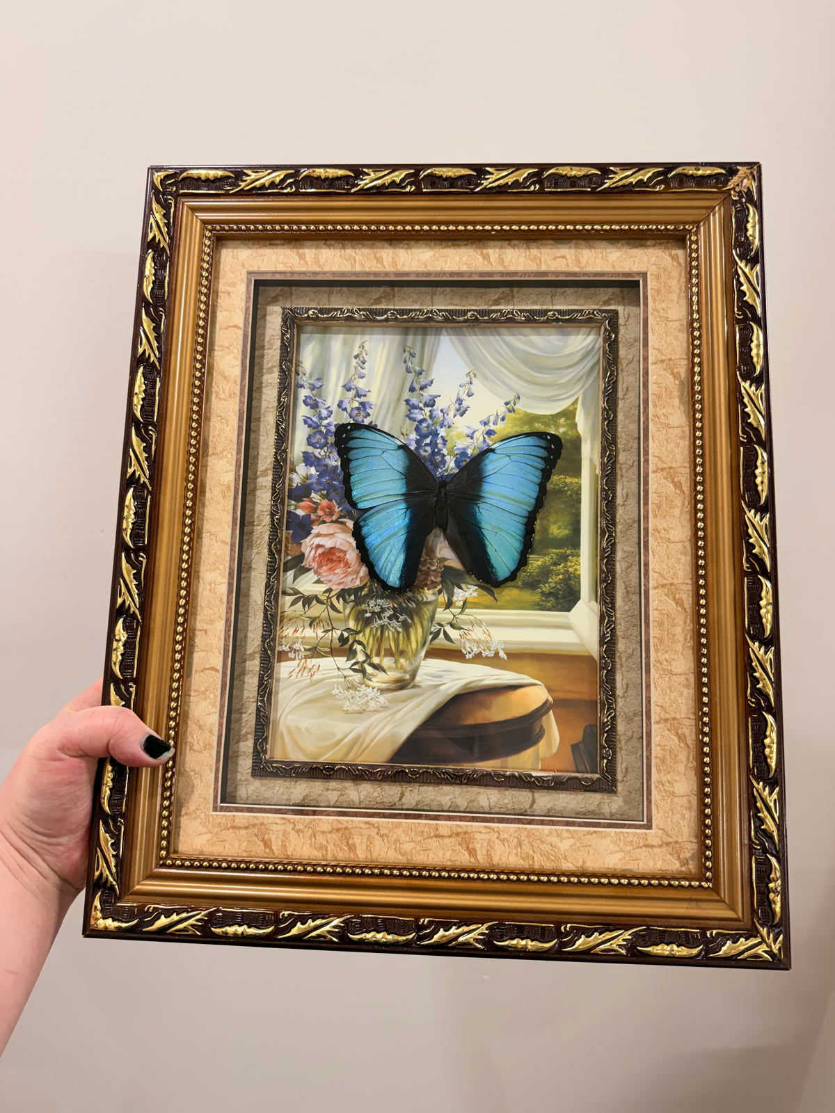 Blue-banded Morpho (Morpho Achilles) in Antique frame