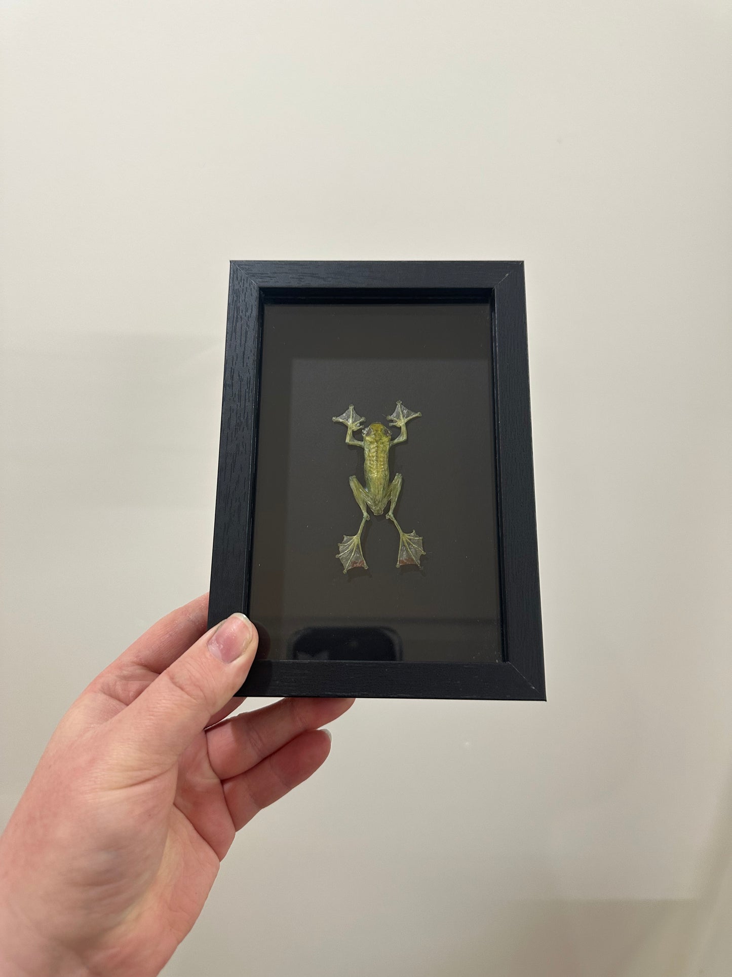 Jade Tree Frog