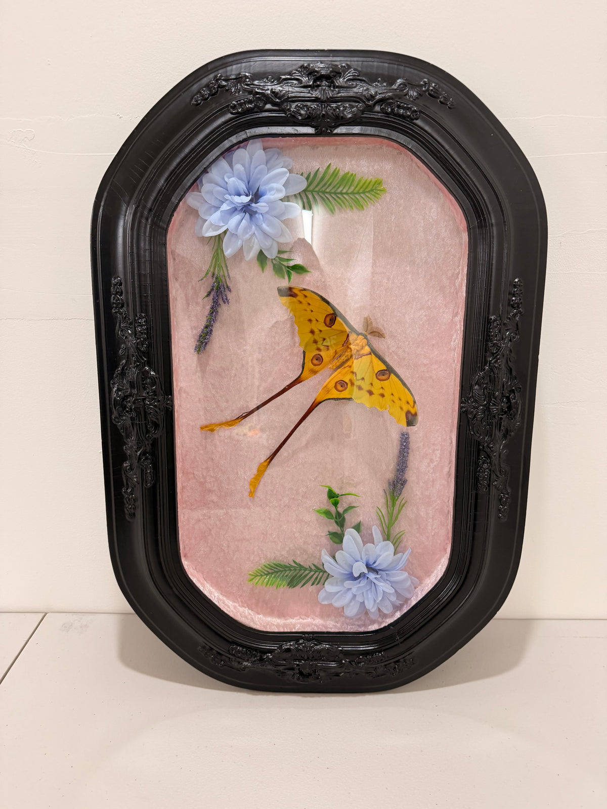 Comet Moth (Argema Mittrei) in Antique convex/bubble glass frame.