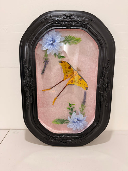 Comet Moth (Argema Mittrei) in Antique convex/bubble glass frame.