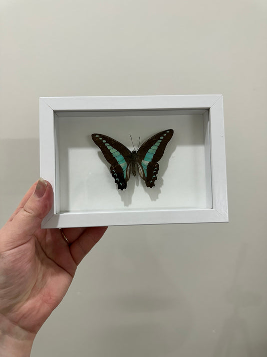 Common Bluebottle Butterfly