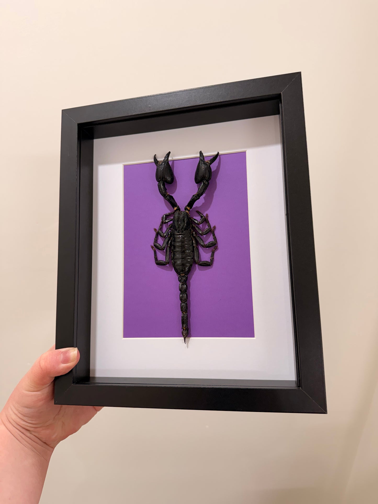 Framed XL Scorpion