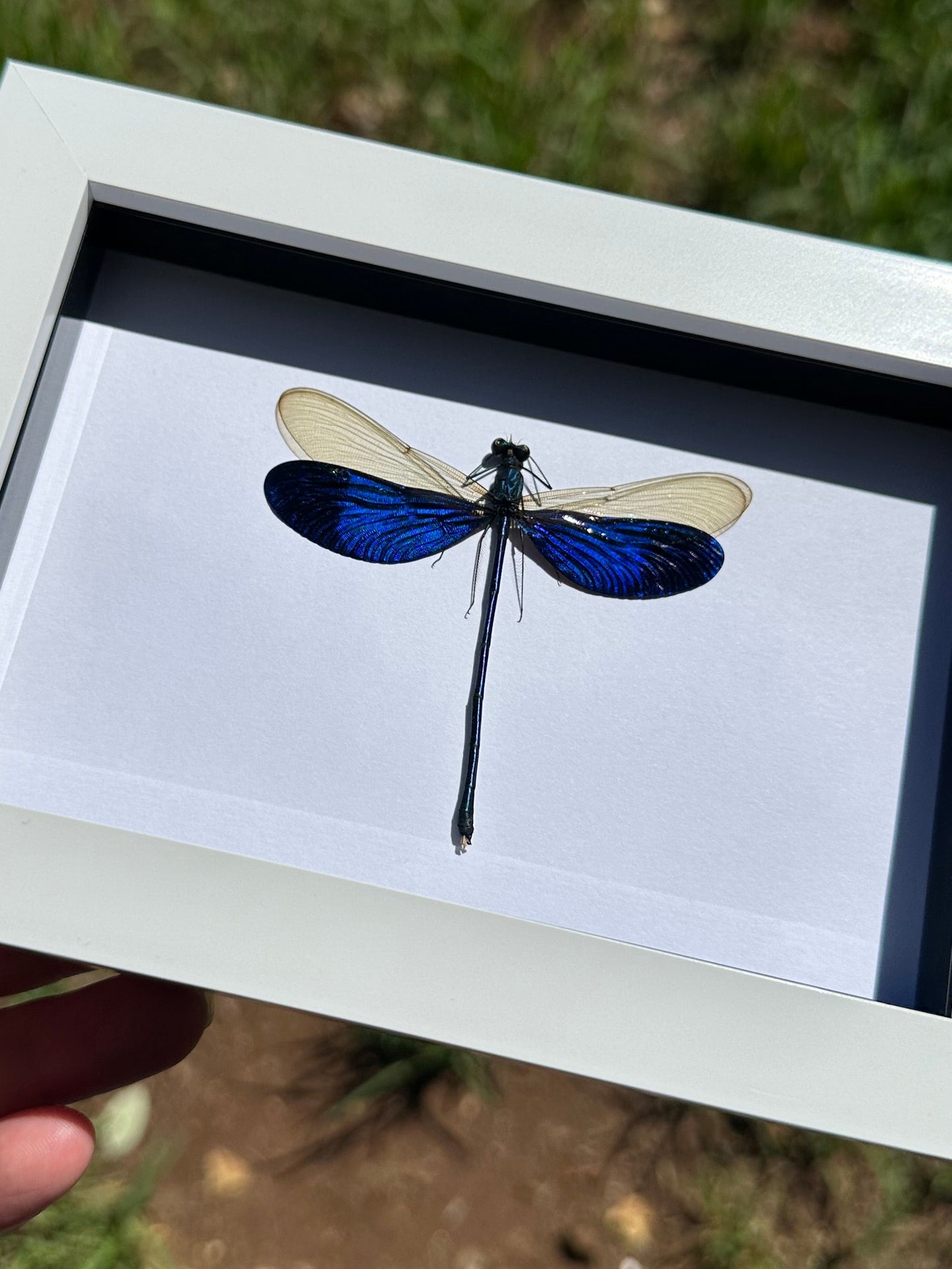 Great Blue Metalwing