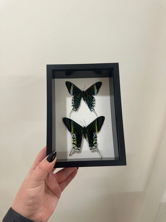 Peacock Moths