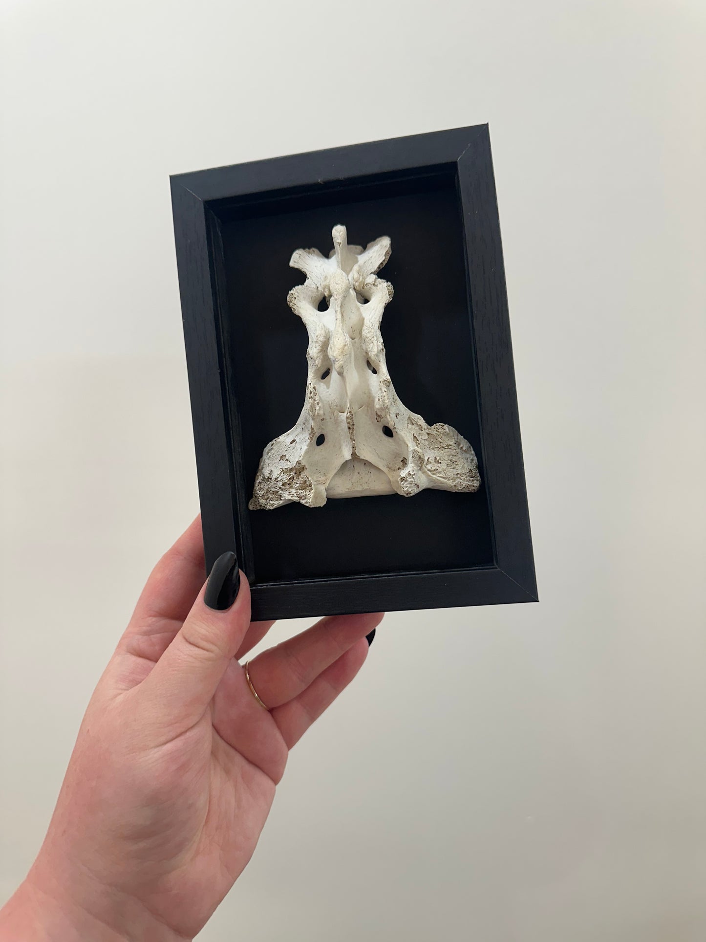 Spine Bone