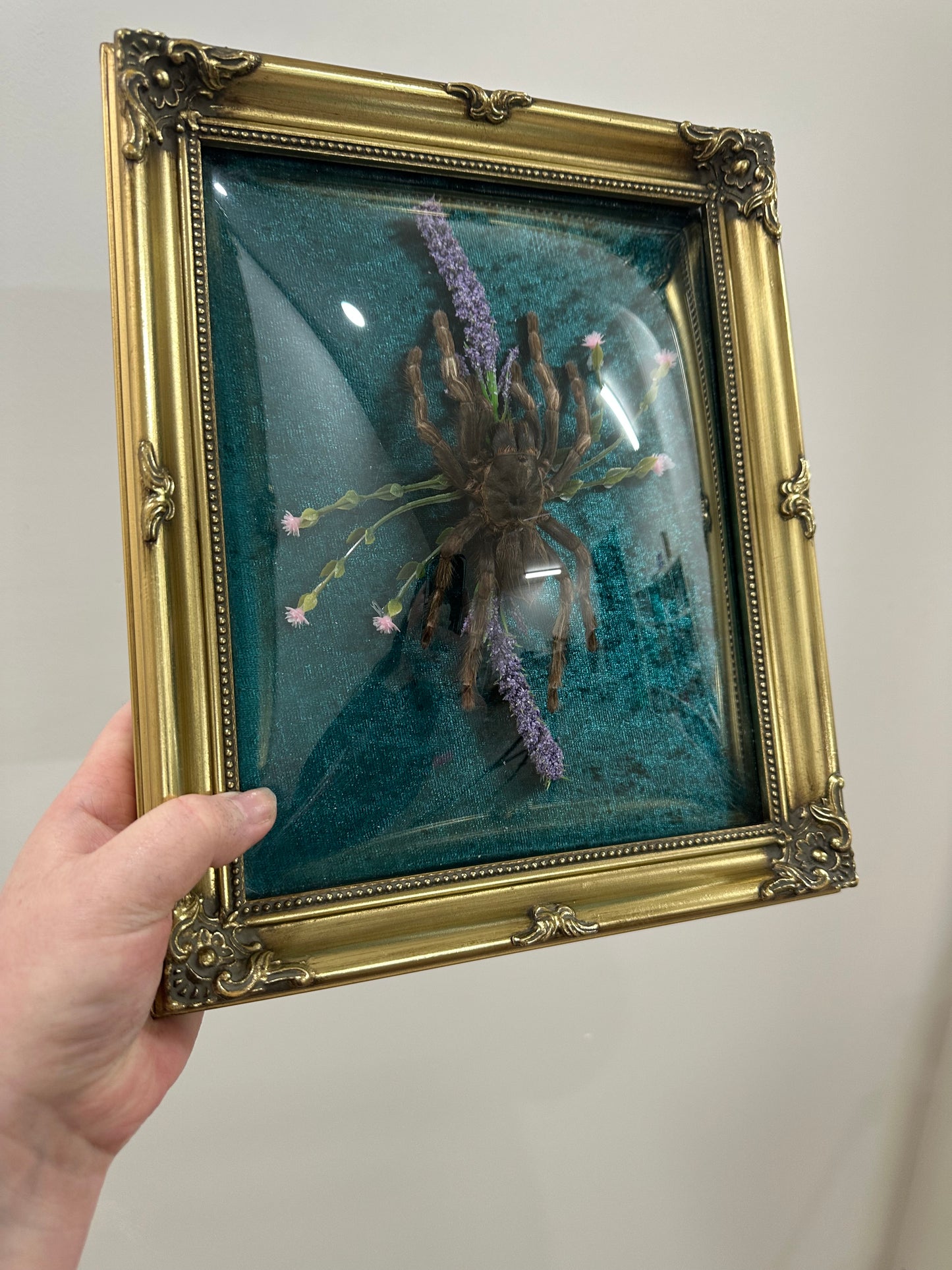 Brazilian Rusty Bird-eater (Acanthoscurria Ferina)