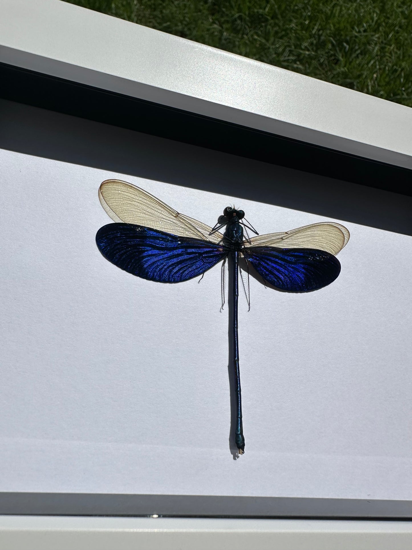 Great Blue Metalwing