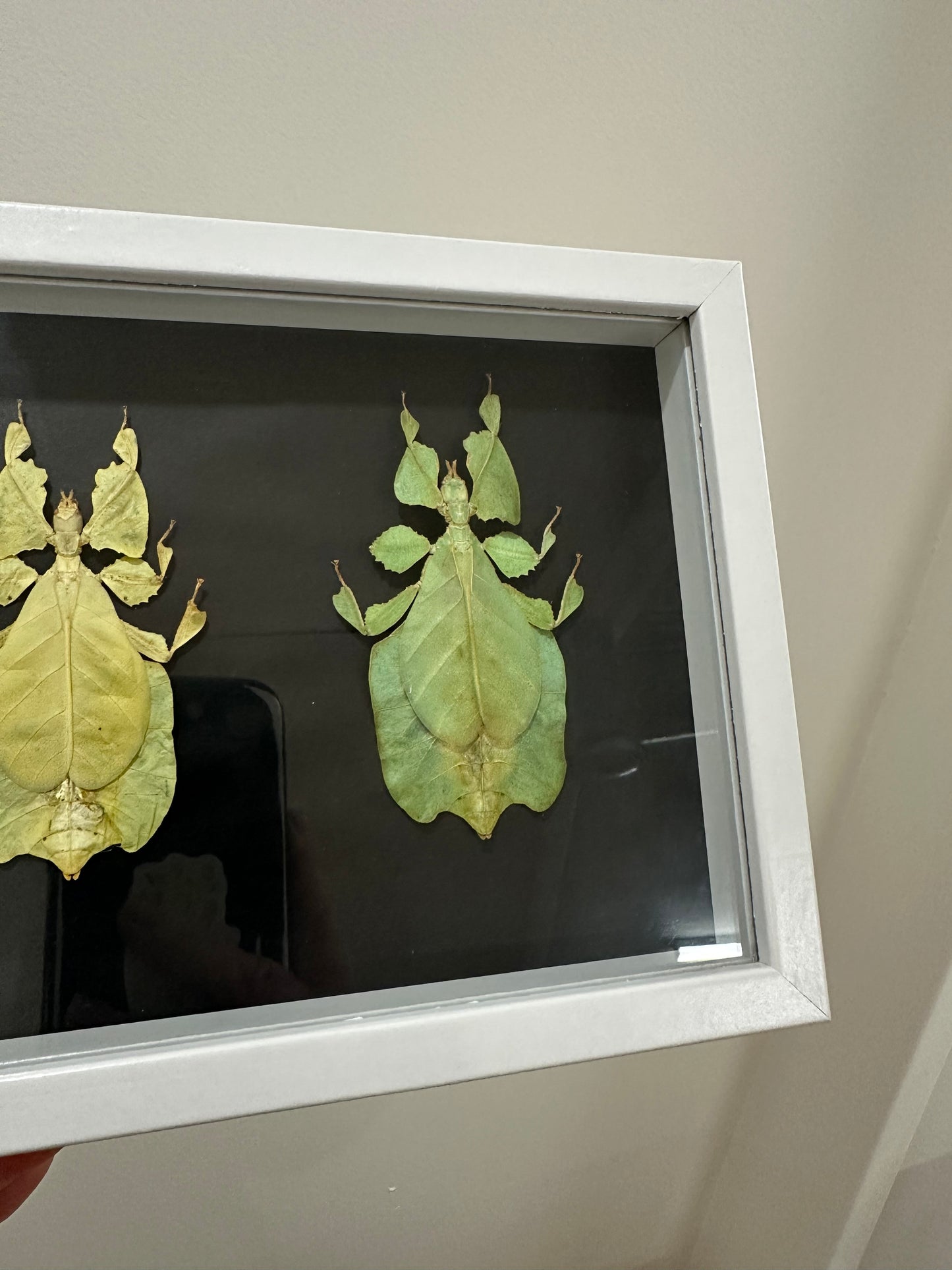 Yellow and Green Leaf Insect (Phyllium Pulchrifolium)