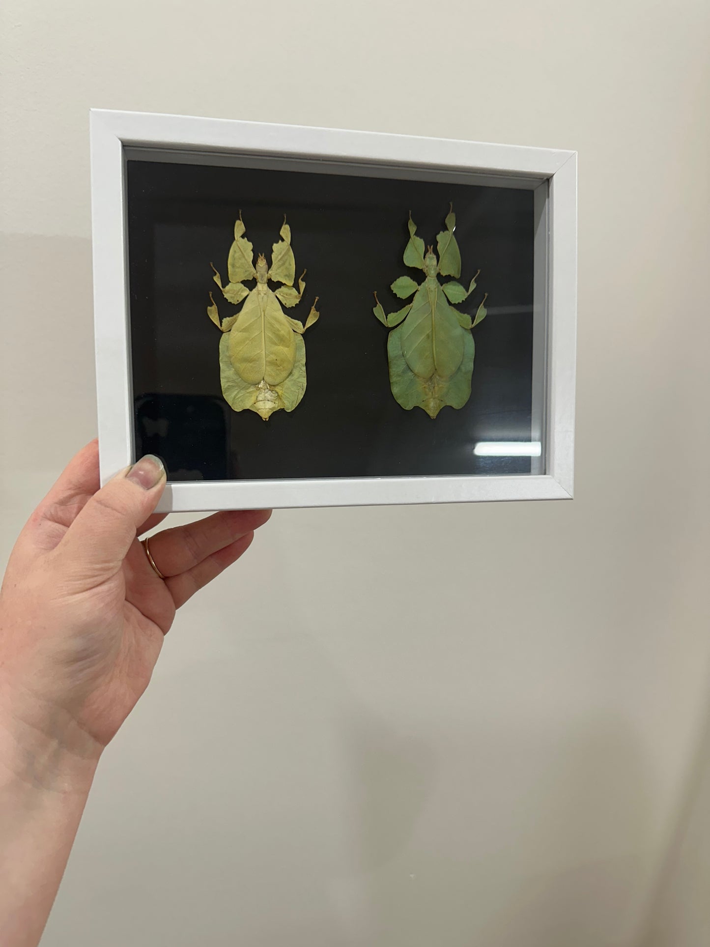 Yellow and Green Leaf Insect (Phyllium Pulchrifolium)
