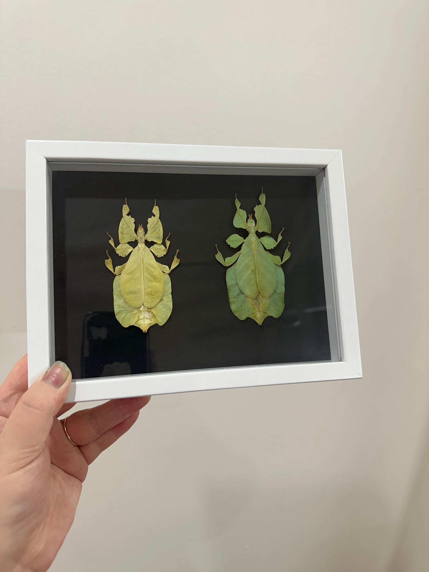 Yellow and Green Leaf Insect (Phyllium Pulchrifolium)