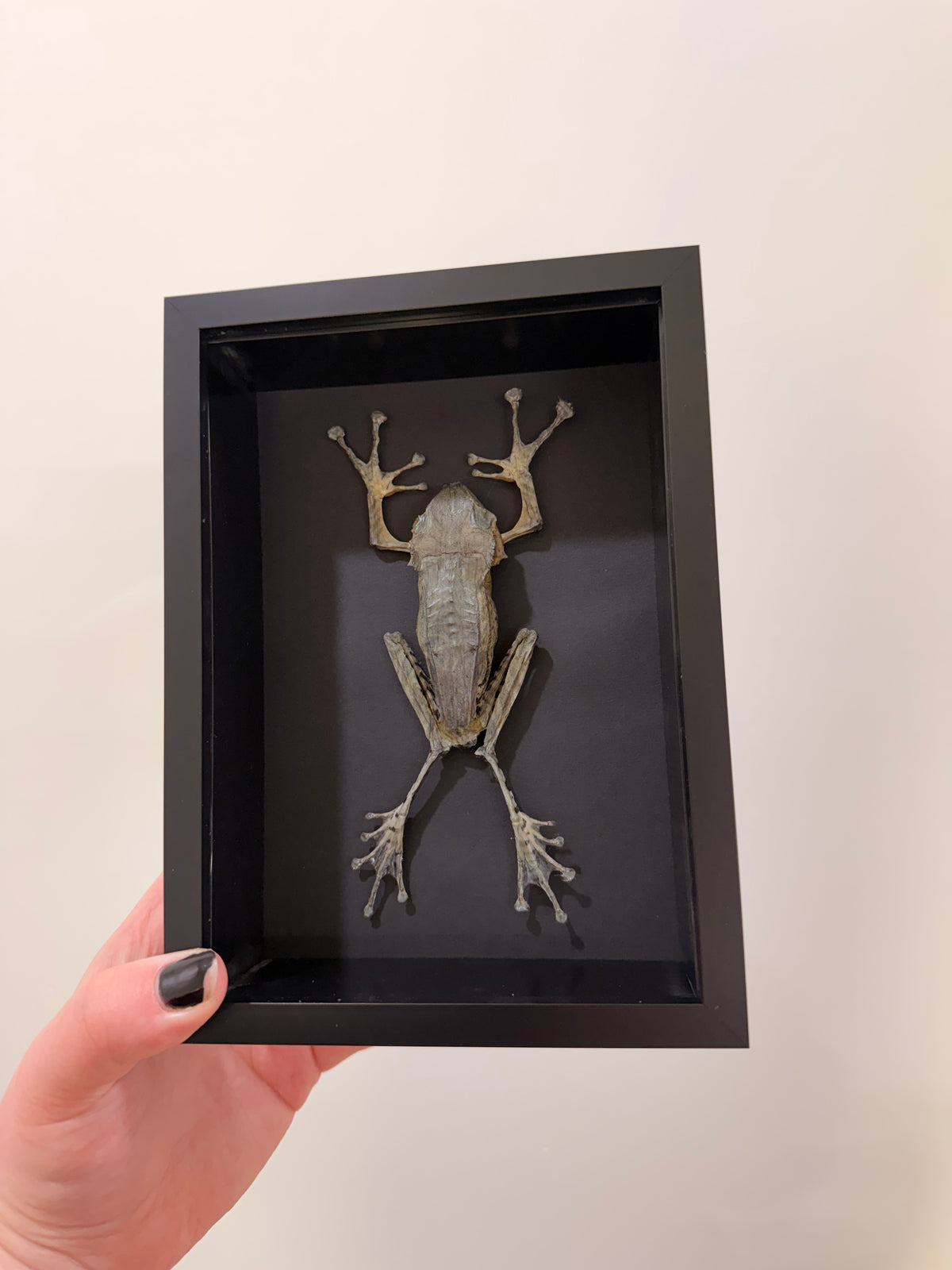 Horned Frog (Polypedates Otilophus-Bornean)