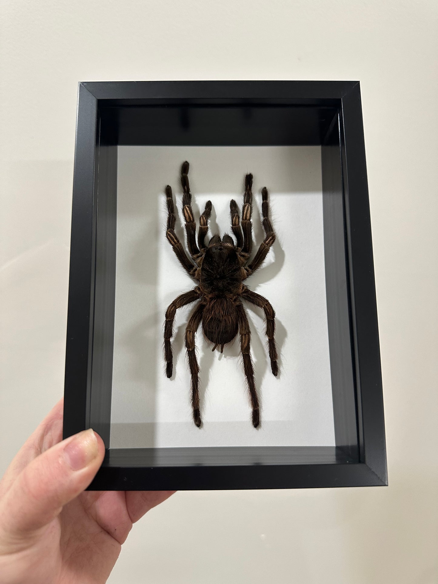 Amazon Orange-banded Tarantula (Acanthoscurria Juruenicola)