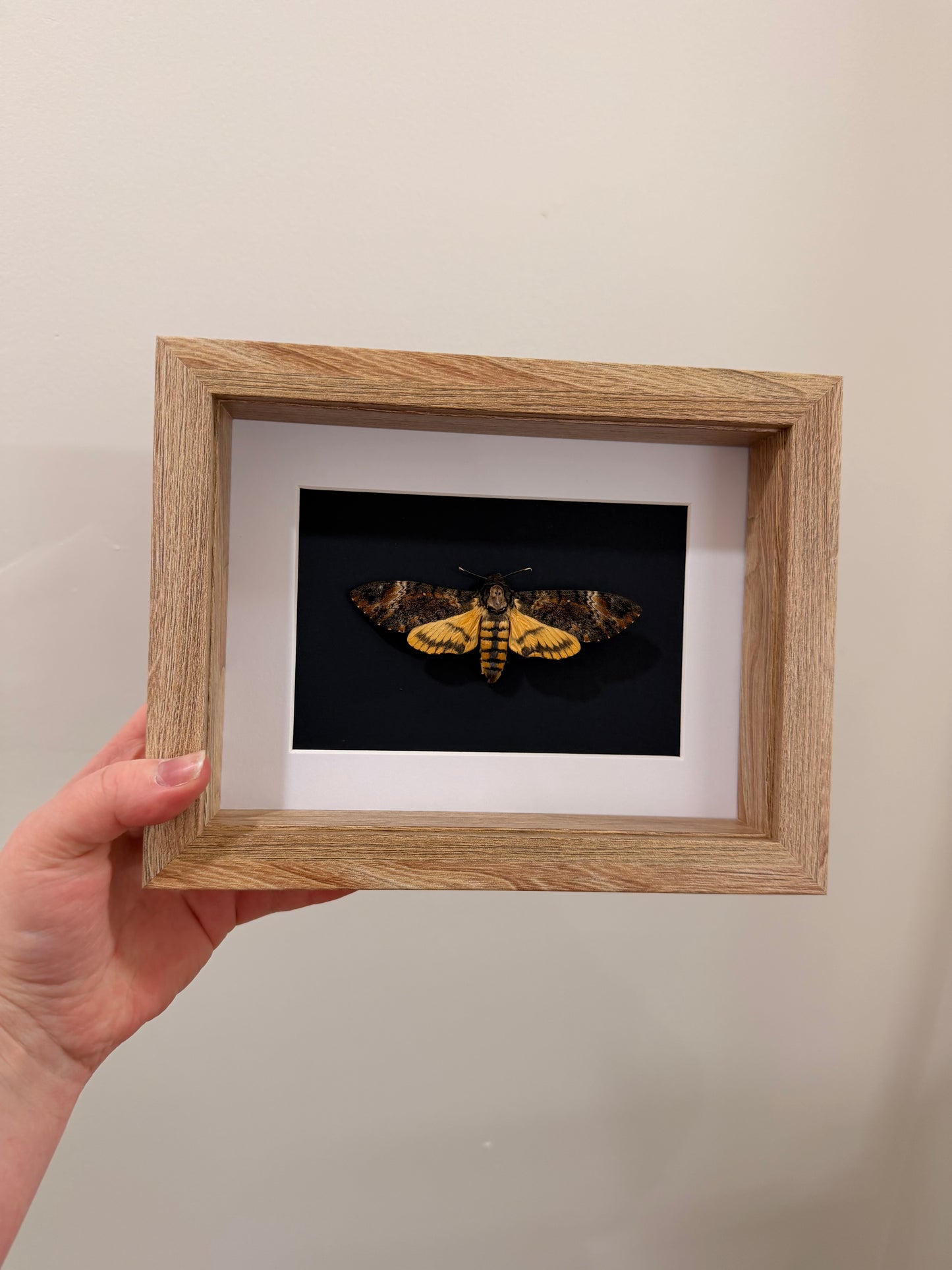 Eastern Death’s Head Hawkmoth (Ancherontia Styx ~ Female)