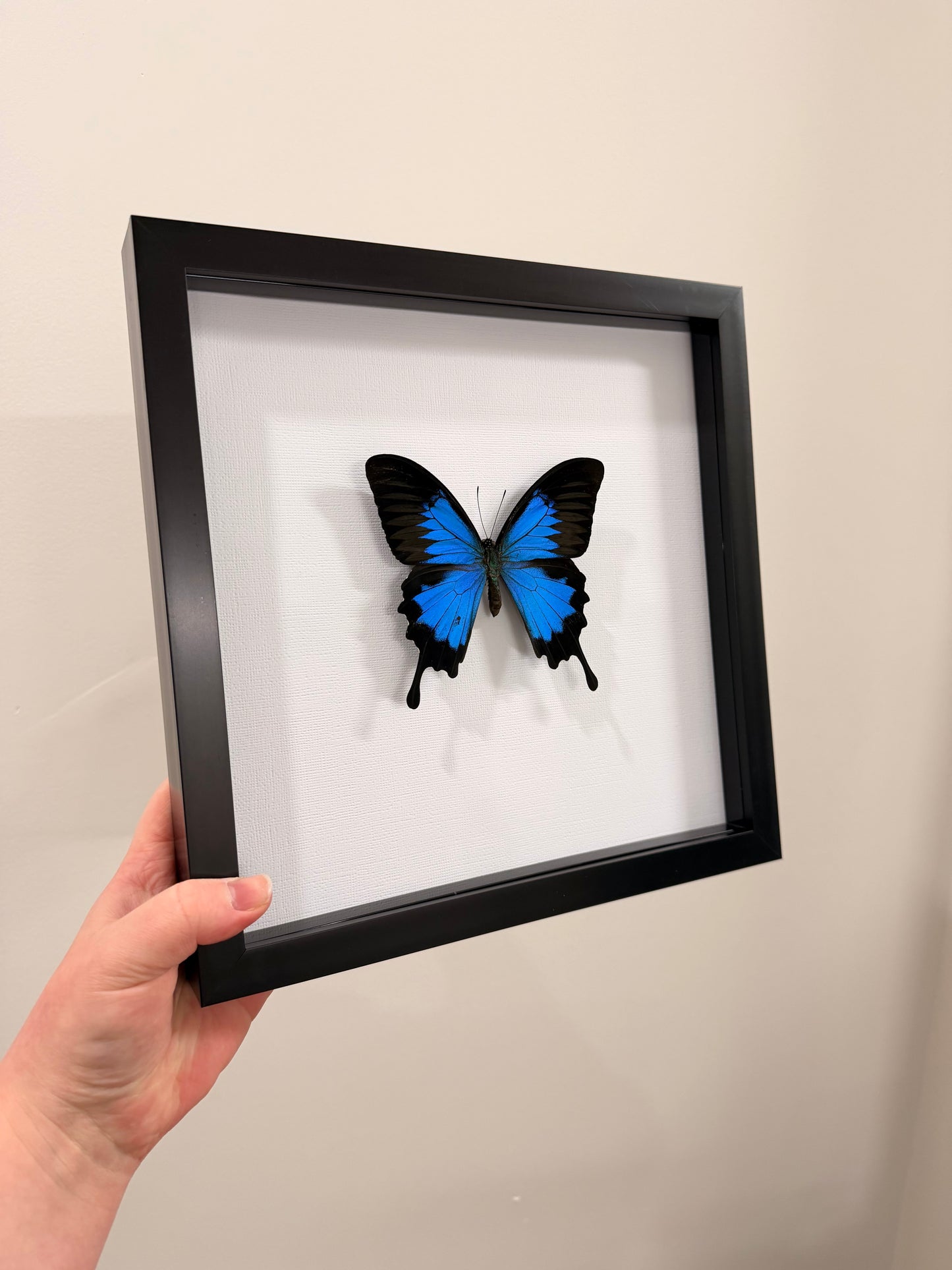 Blue Emperor (Papilio Ulysses ~ Male)