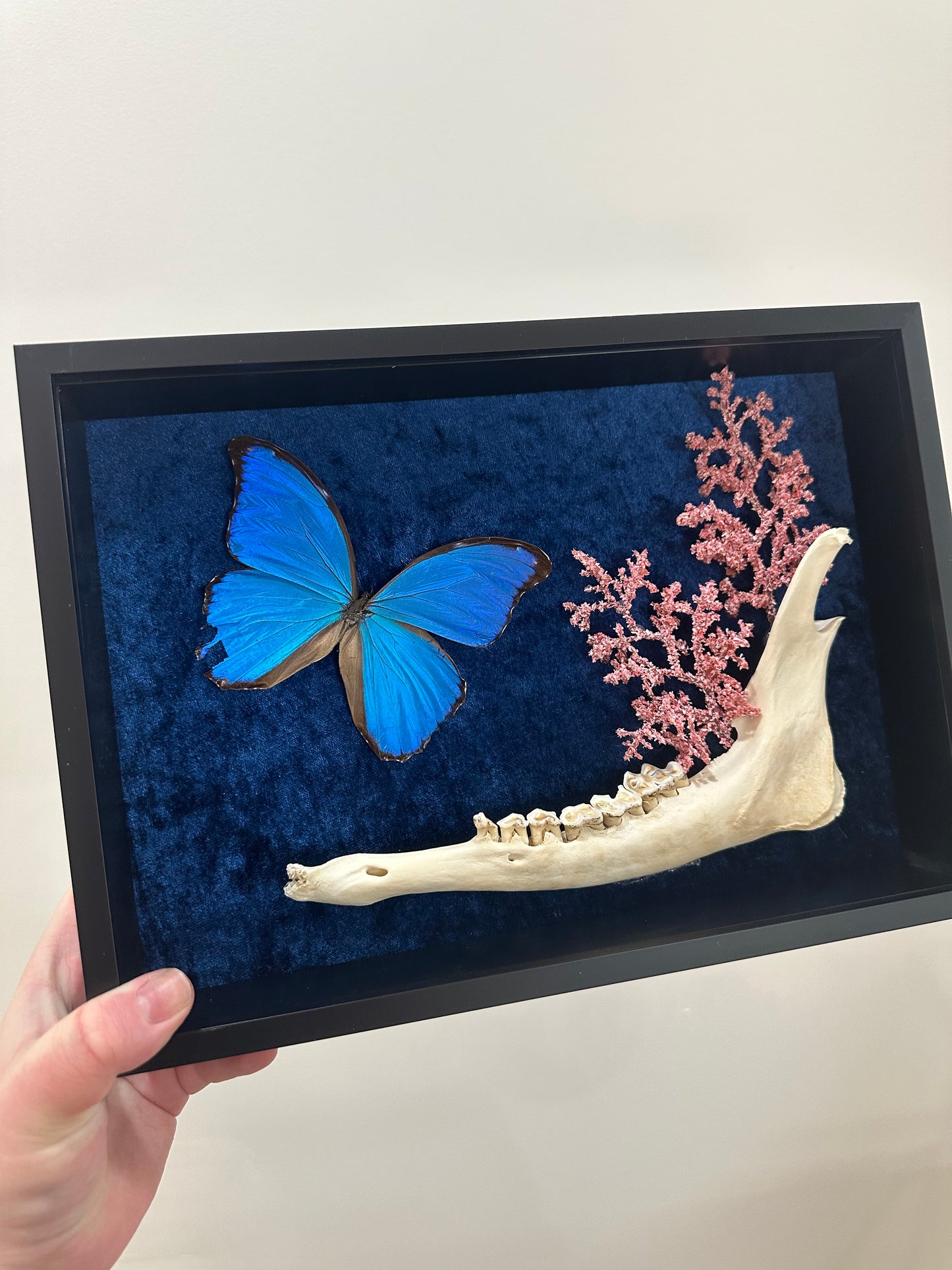 Amazon Blue with XL Doe Jaw