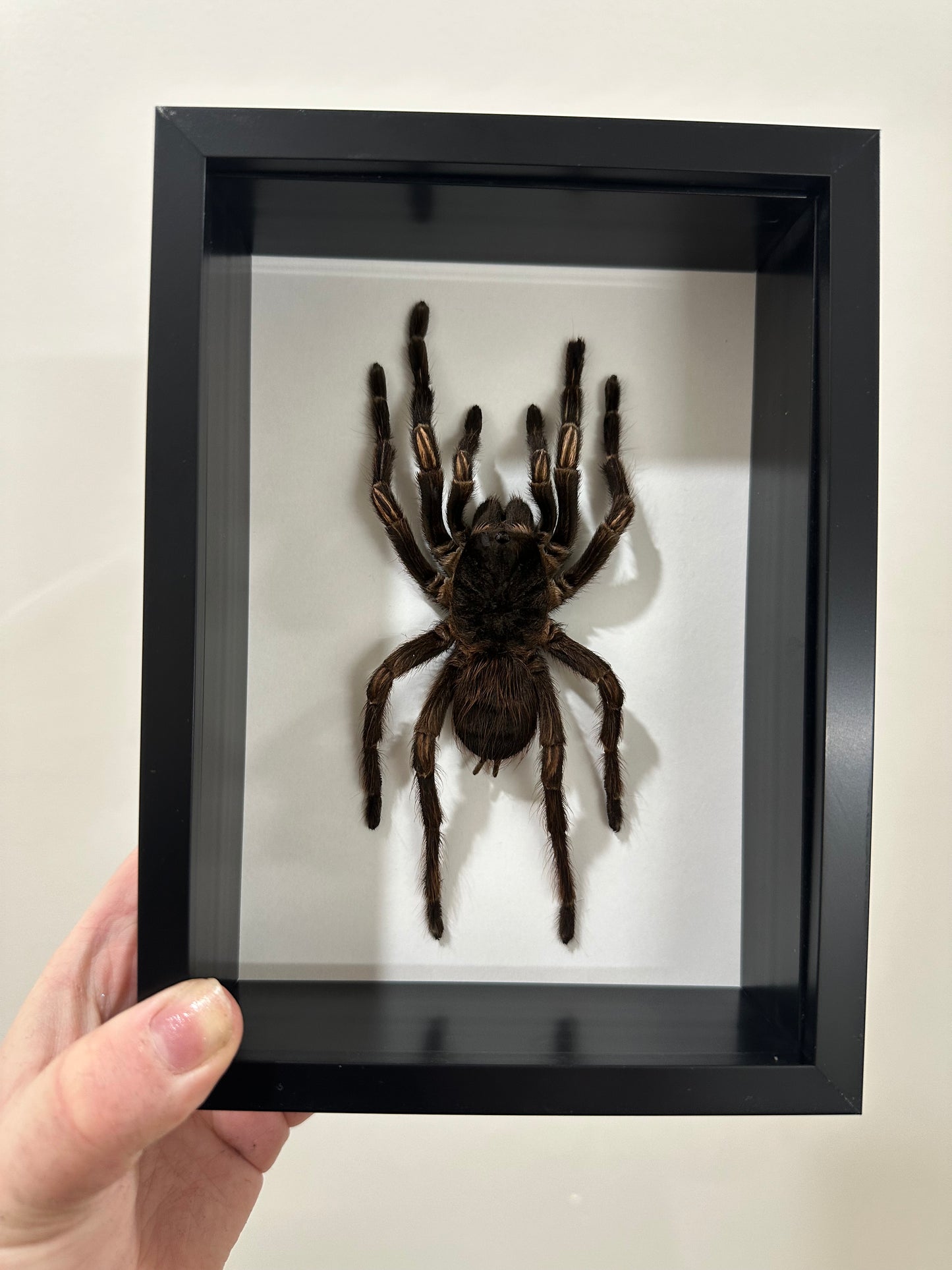 Amazon Orange-banded Tarantula (Acanthoscurria Juruenicola)