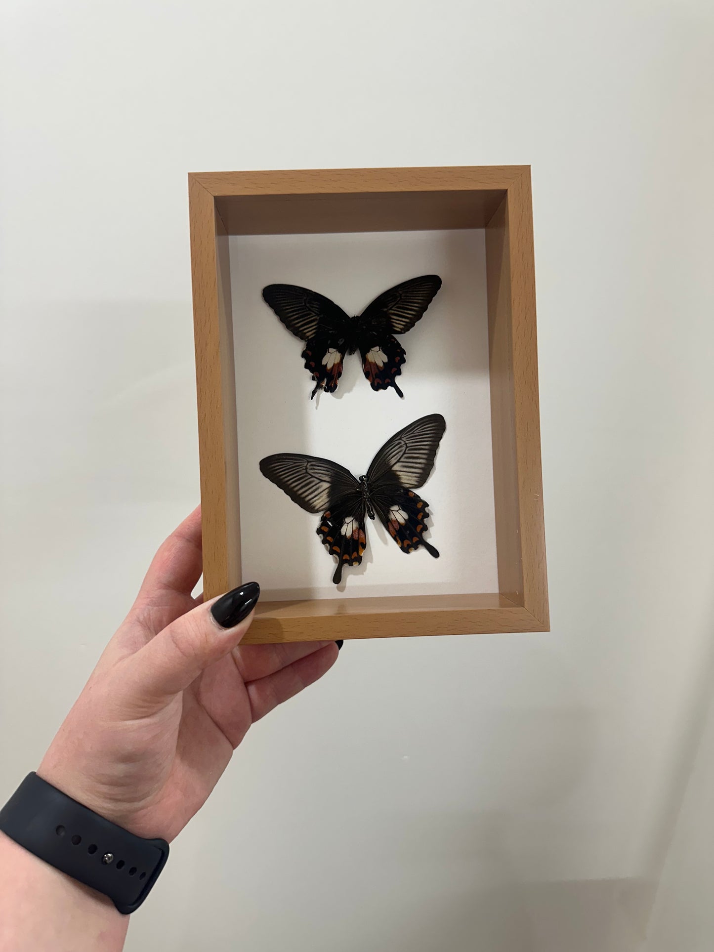 Common Mormon (Papilio polytes)