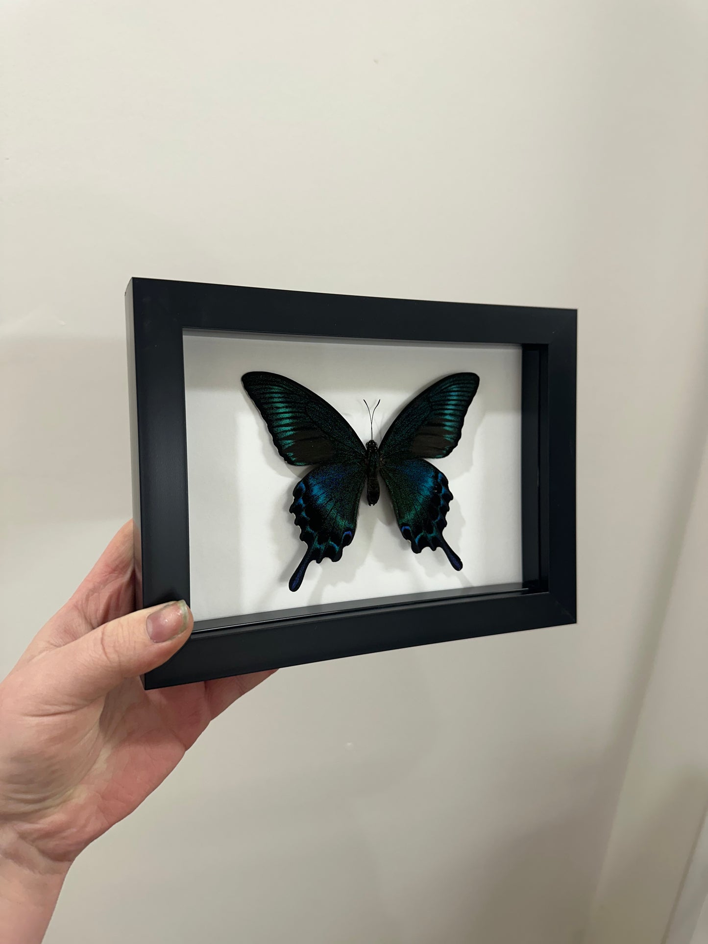 Alpine Black Swallowtail (Papilio Maackii) 5x7
