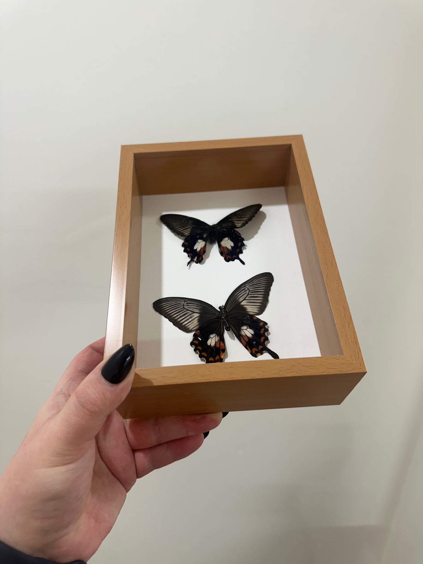 Common Mormon (Papilio polytes)