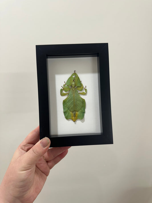 Green Leaf Insect (Phyllium Pulchrifolium)