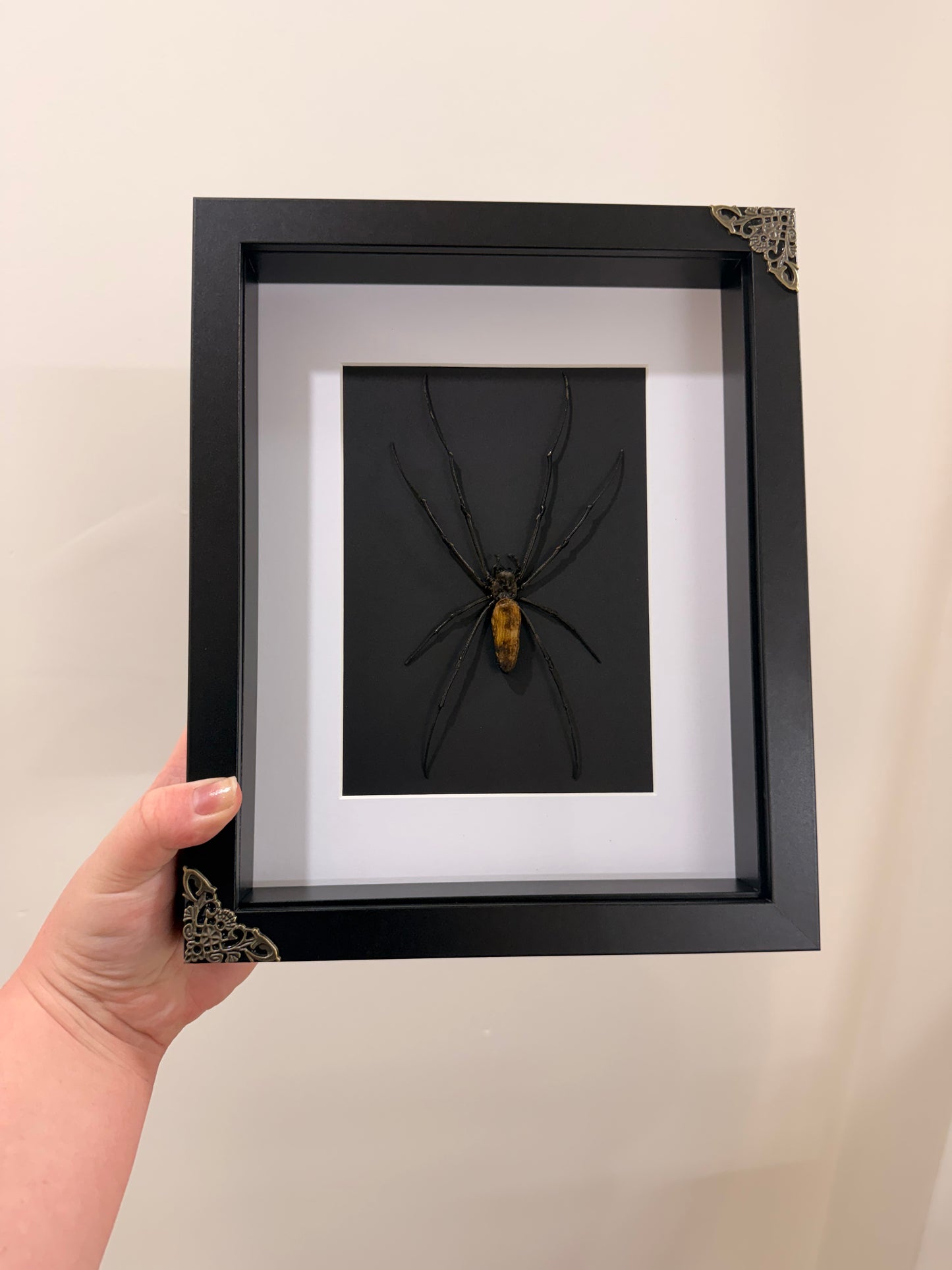Giant Orb Weaver Spider (Nephila Pilipes - Black)