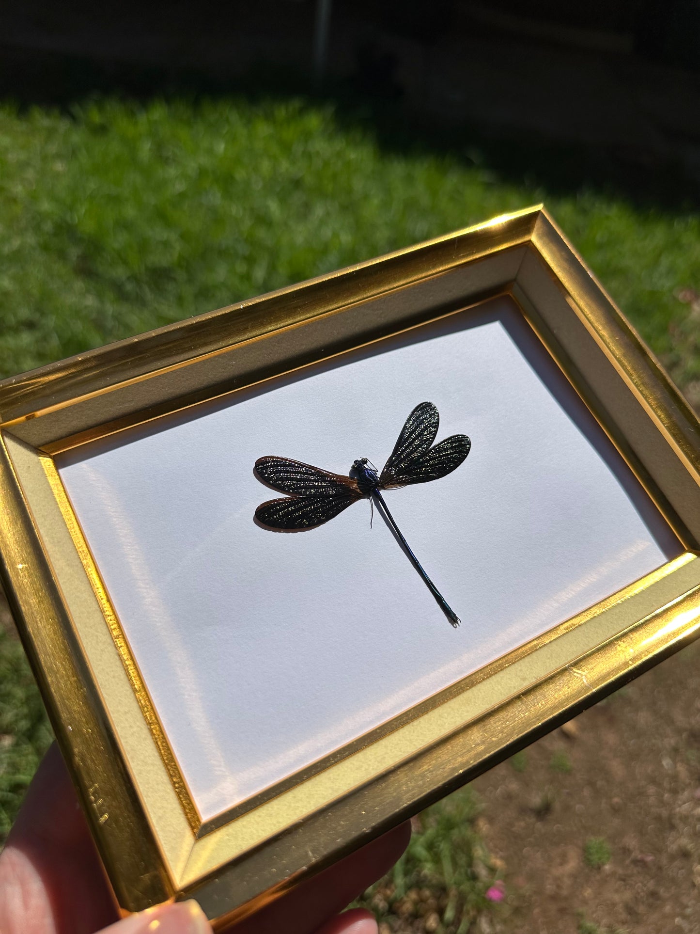 Ebony Jewelwing (Vestalis Luctuosa)