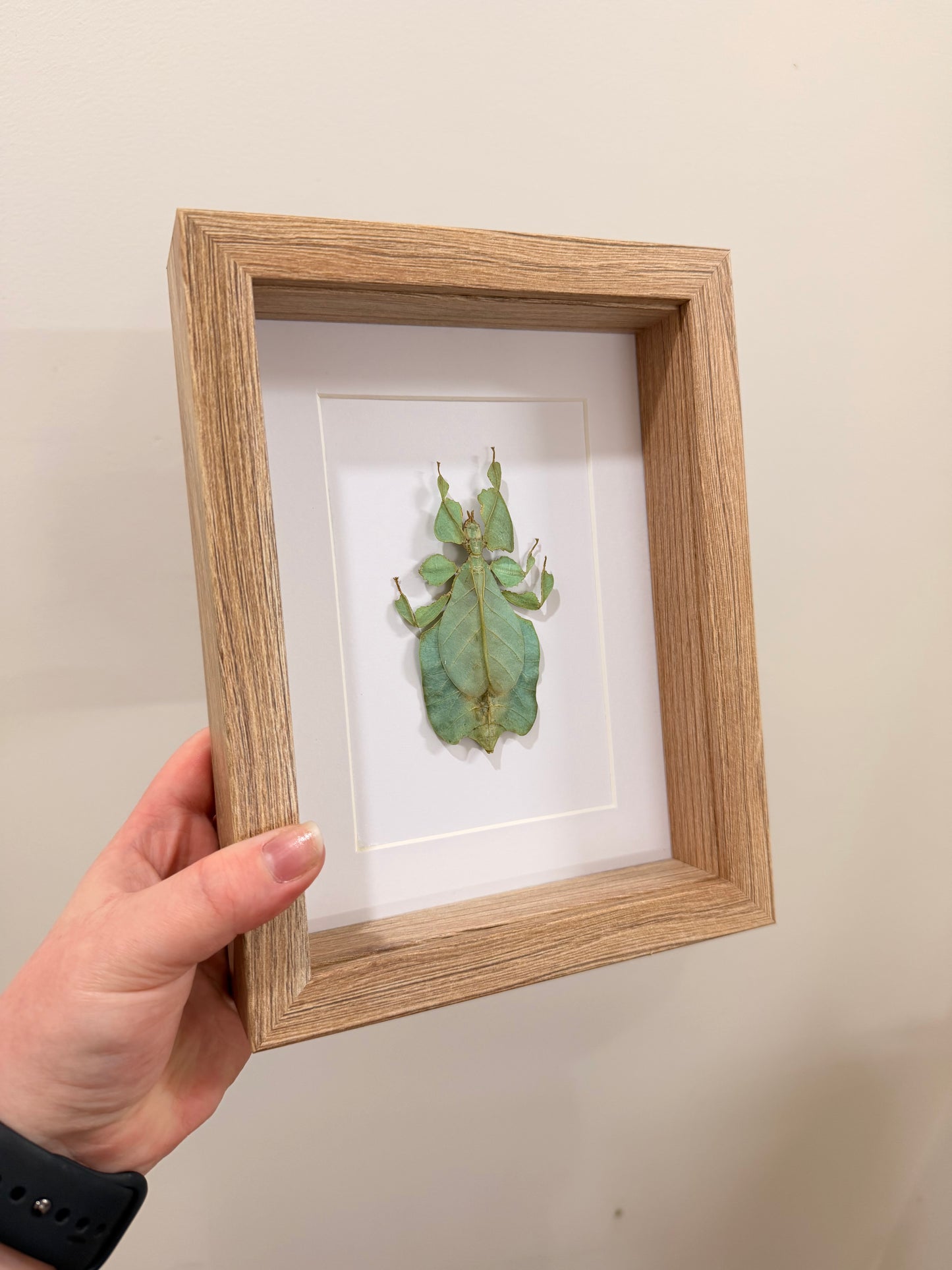 Gray's Leaf Insect (Phyllium Pulchrifolium - Green - A2)