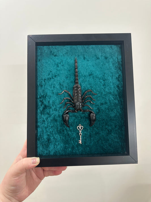 Scorpion with key