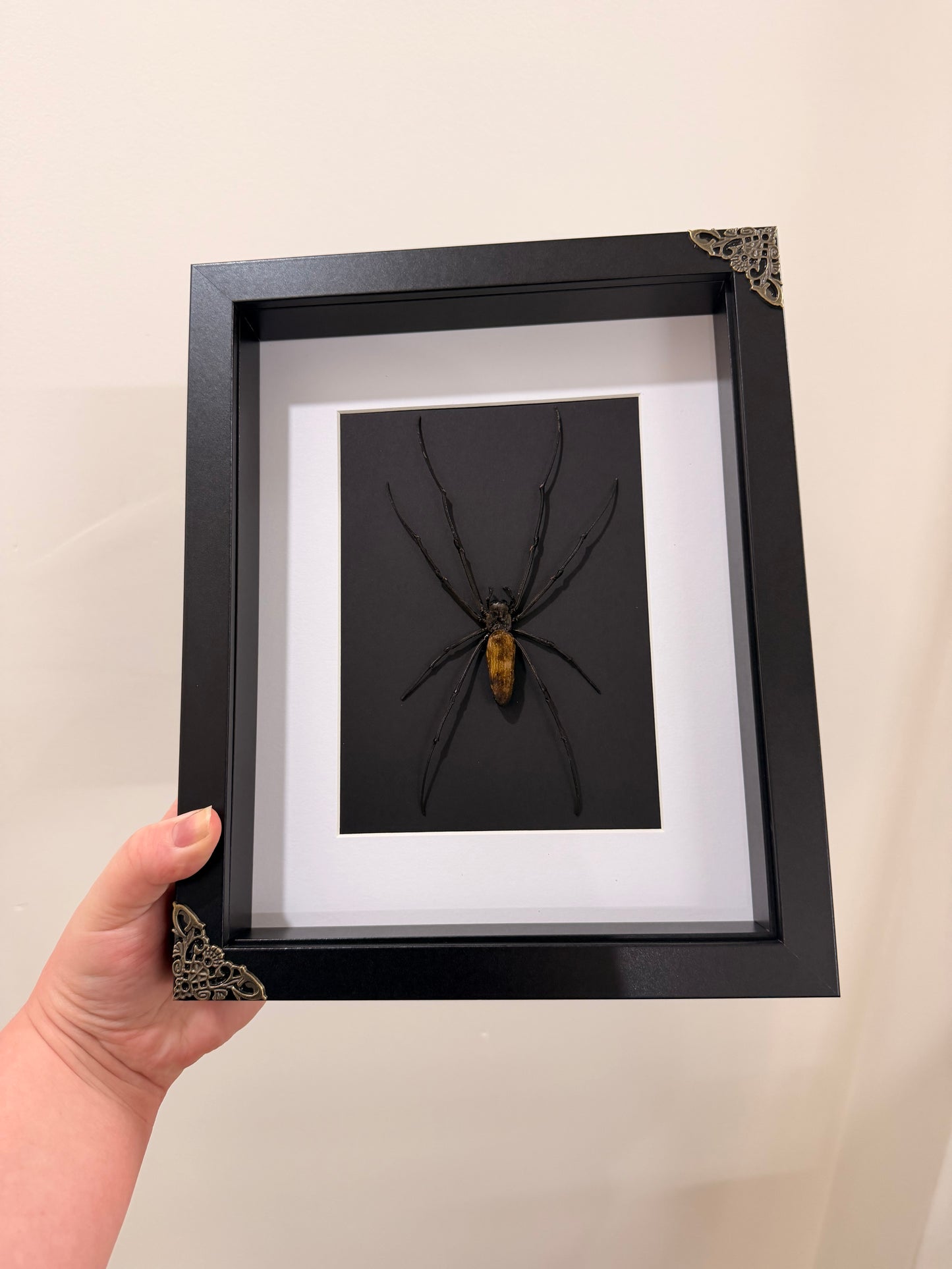 Giant Orb Weaver Spider (Nephila Pilipes - Black)