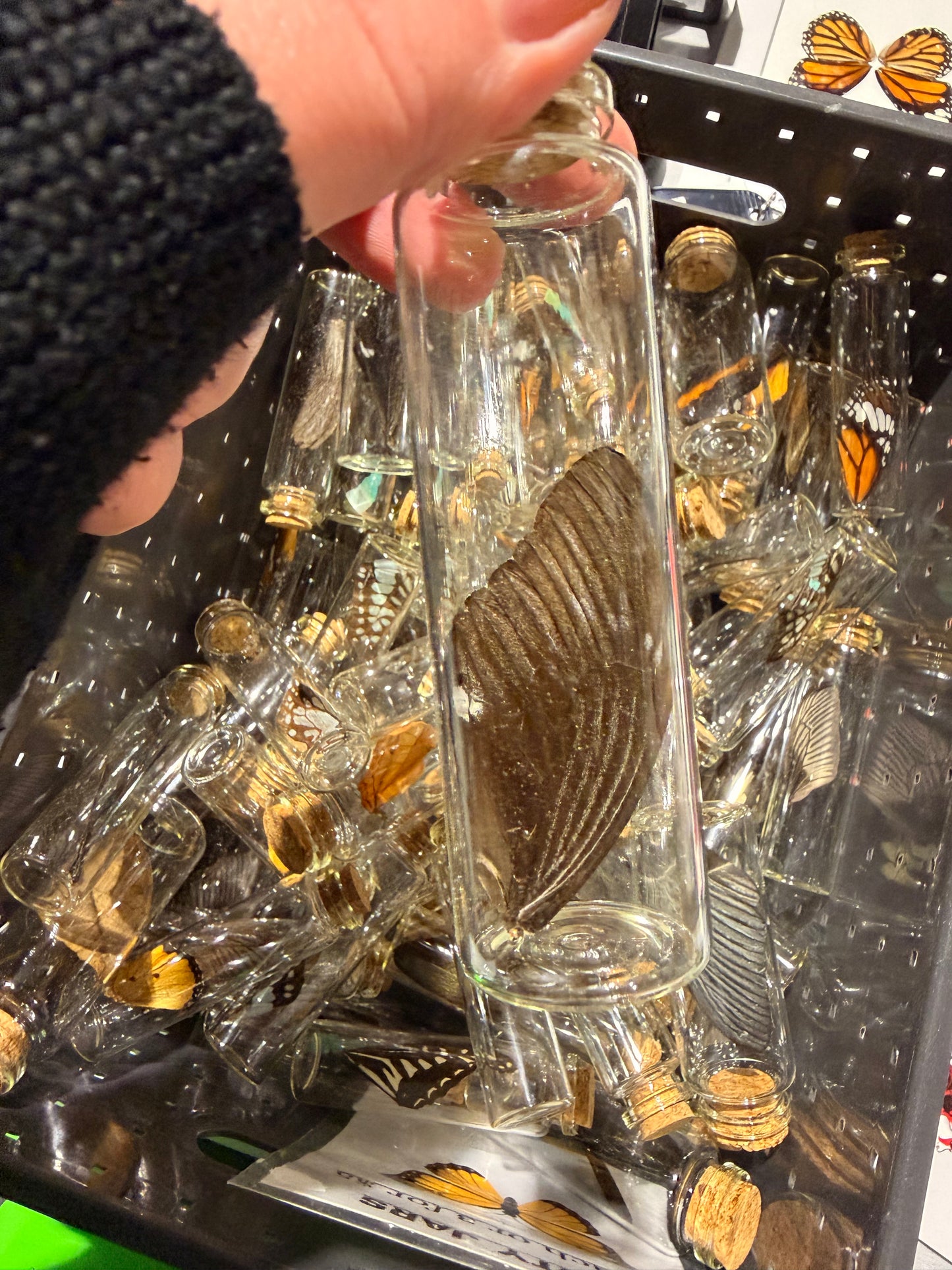 Butterfly Wing Jars - Bundle - 3 Jars