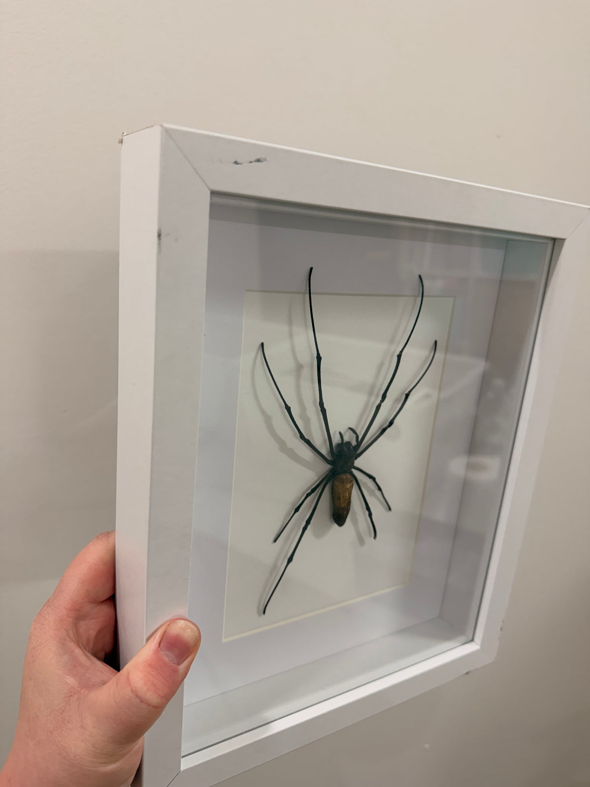 Giant Orb Weaver Spider (Nephila Pilipes - A2)