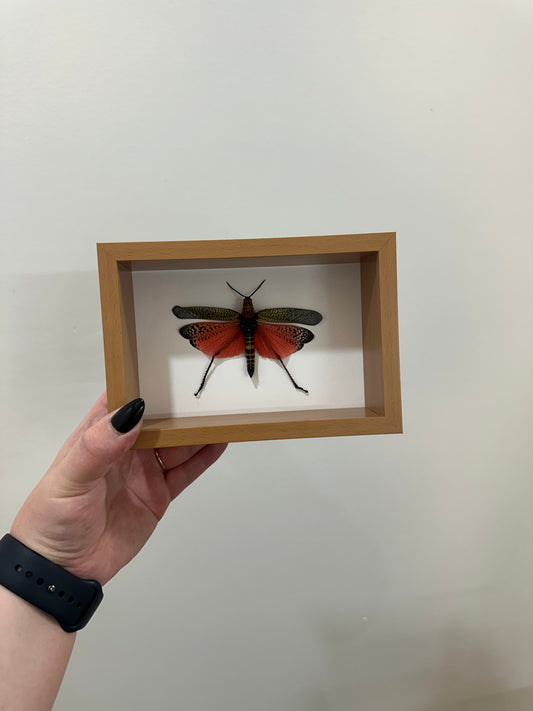 Framed Grasshopper