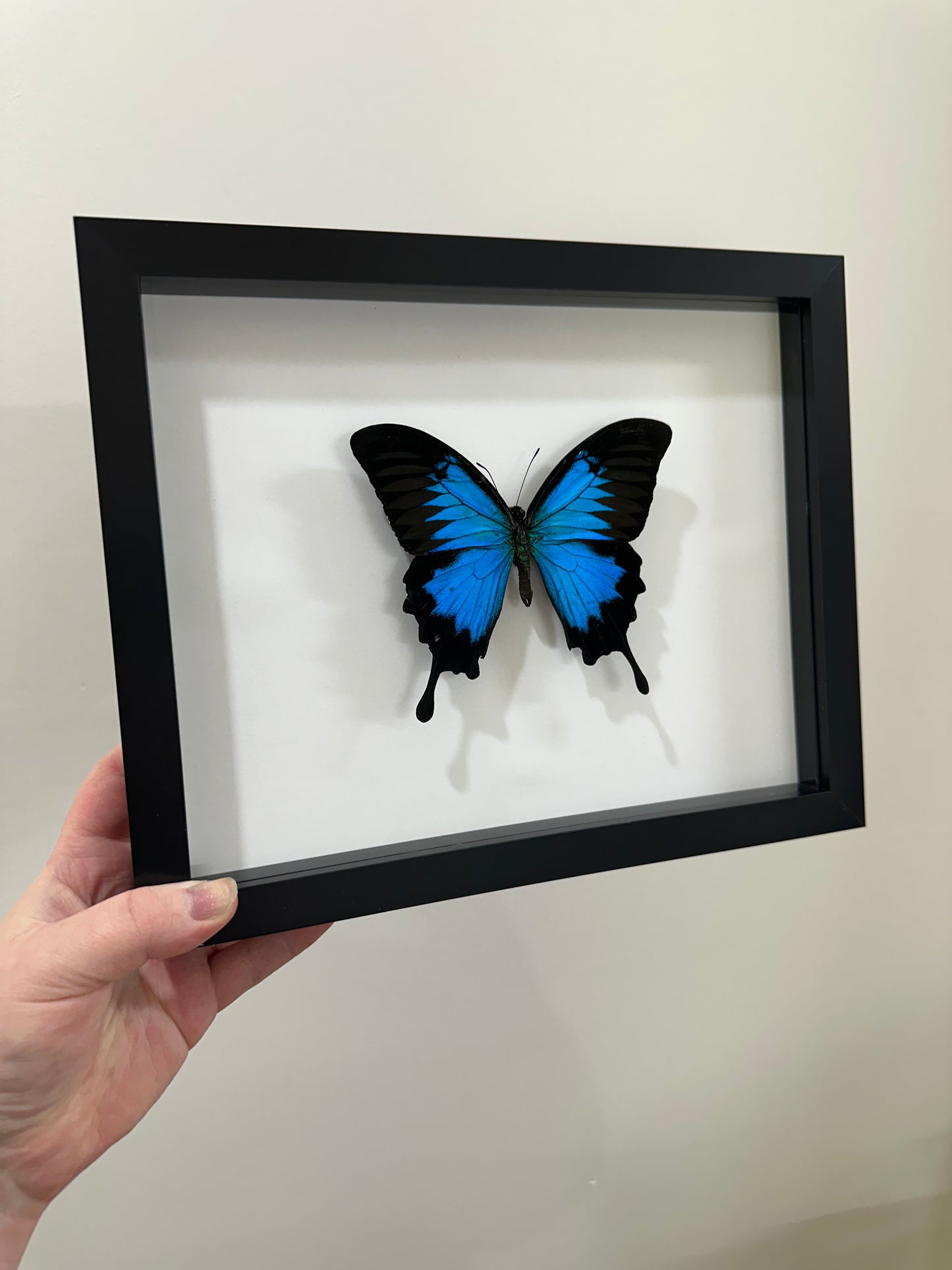 Papilio Ulysses (Blue Emperor)